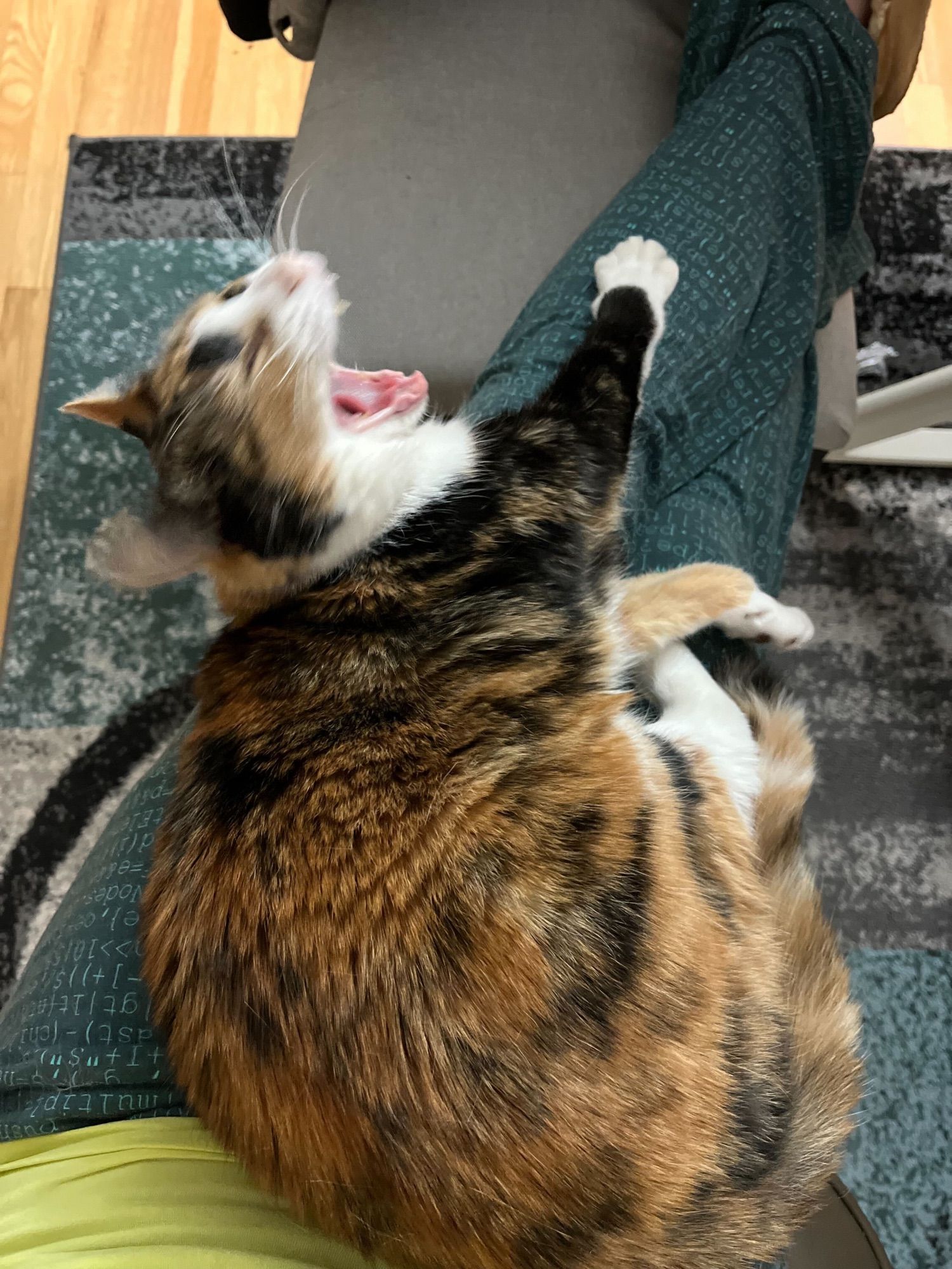 Tortoiseshell cat lays partially curled up on a human's lap, with one paw outstretched, head thrown back, and mouth opened in a giant yawn.