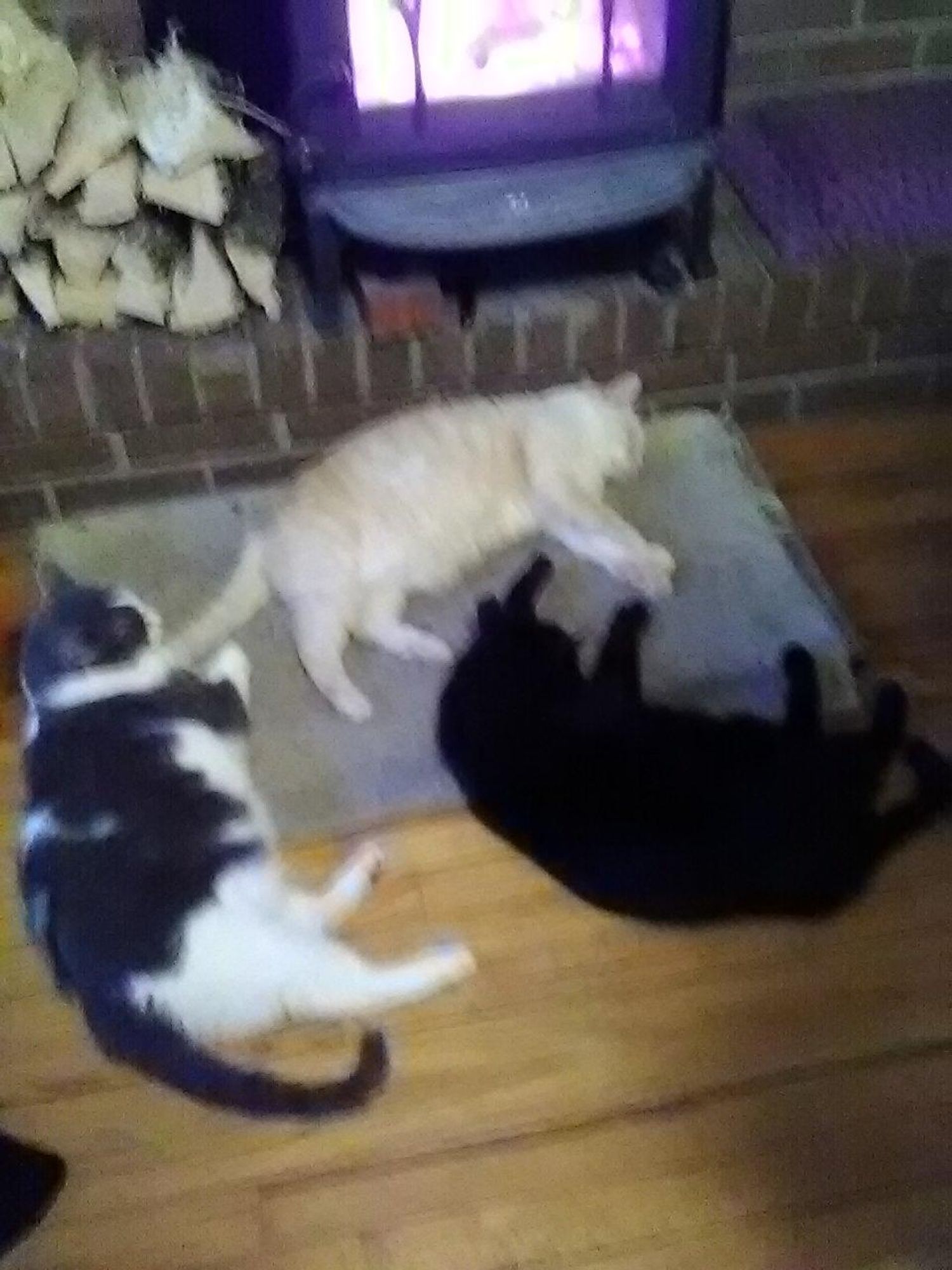 Creamsicle cat closest to the hearth then gray & white cat to the left and black cat to the right - all sharing the hearthrug in front of the fire.