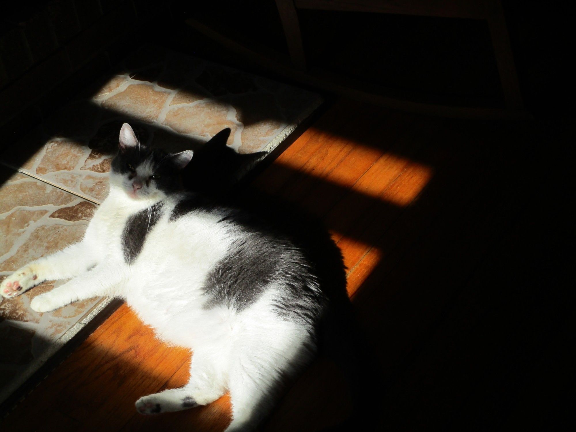 Gray & white cat lounging partly on hearthstone, partly on wood floor in a patch of sunlight.