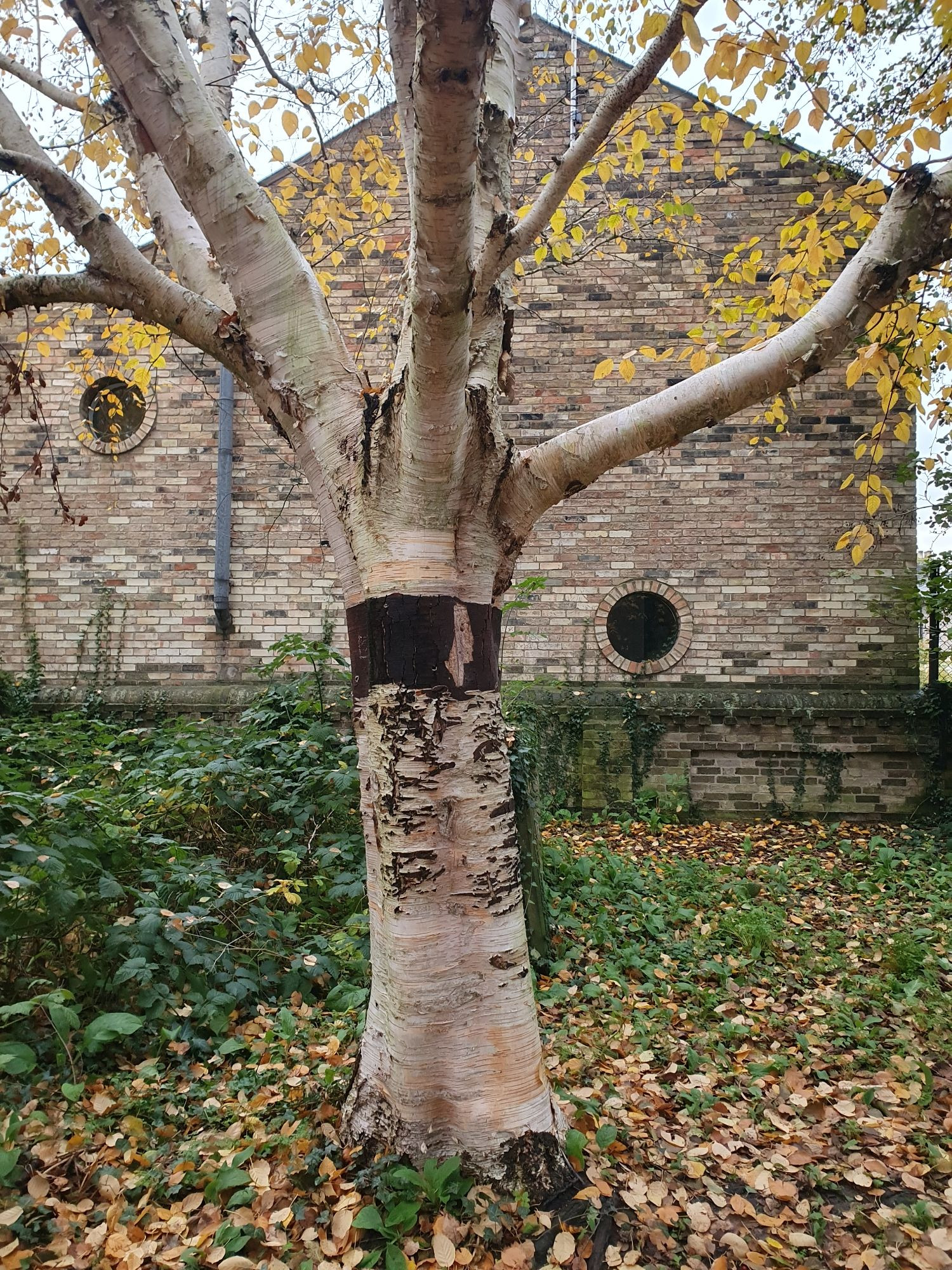 White tree with strip of brown on trunk.