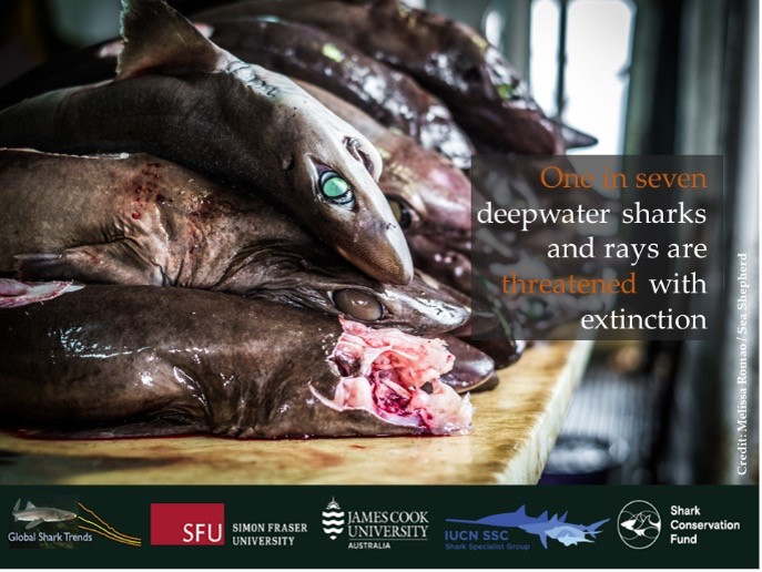 Deepwater sharks captured in a targeted deepwater shark liver oil fishery off the coast of Liberia. Photo by Melissa Romao/Sea Shepherd.