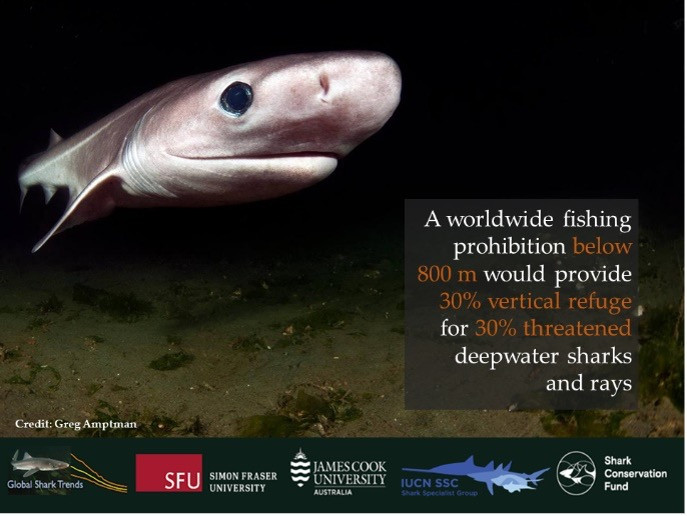 A Bluntnose Sixgill Shark (Hexanchus griseus) off Puget Sound, United States. Photo by Greg Amptman