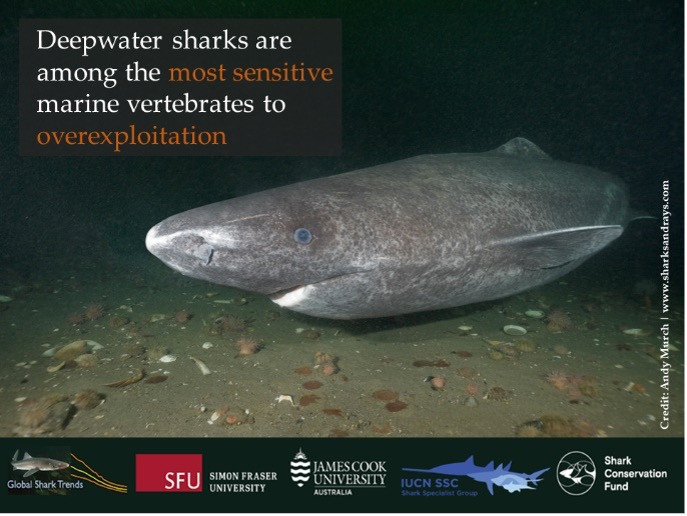 Greenland Shark (Somniosus microcephalus). Photo by Andy Murch | www.sharksandrays.com