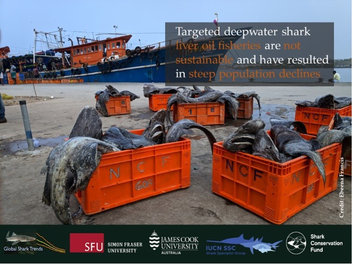 Bramble Sharks (Echinorhinus brucus) caught in the deepwater shark liver oil fishery in India, stored in boxes after auction and en route to oil extraction plants. Photo by Ebeena Francis.