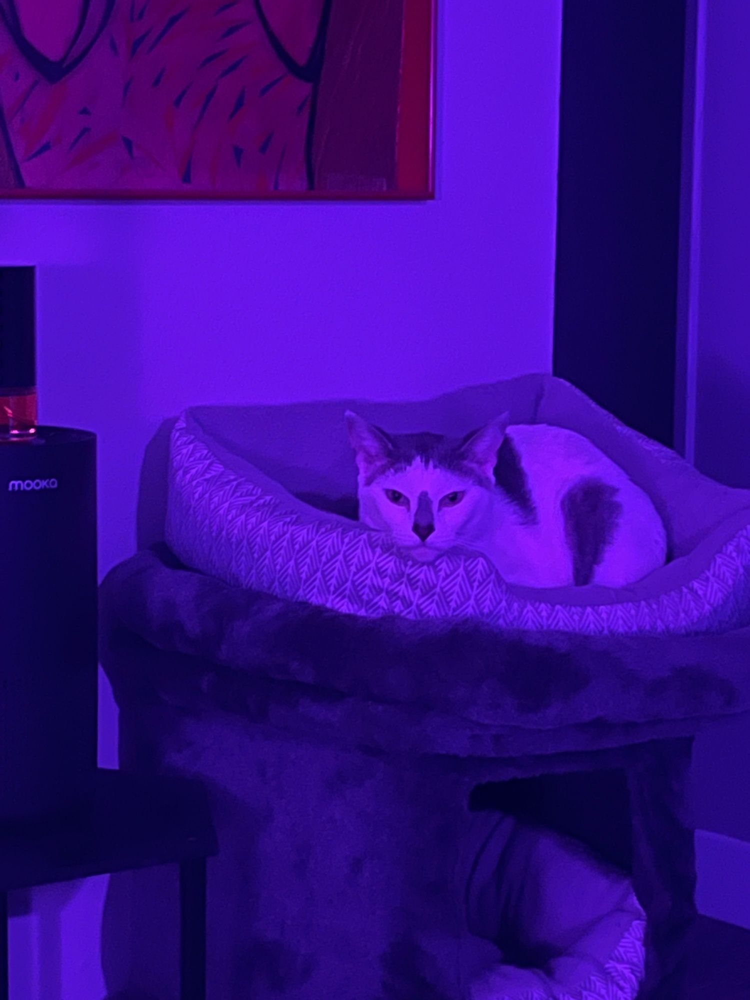 Beautiful white and gray cat staring intensely at his owner as if trying to bewitch him.