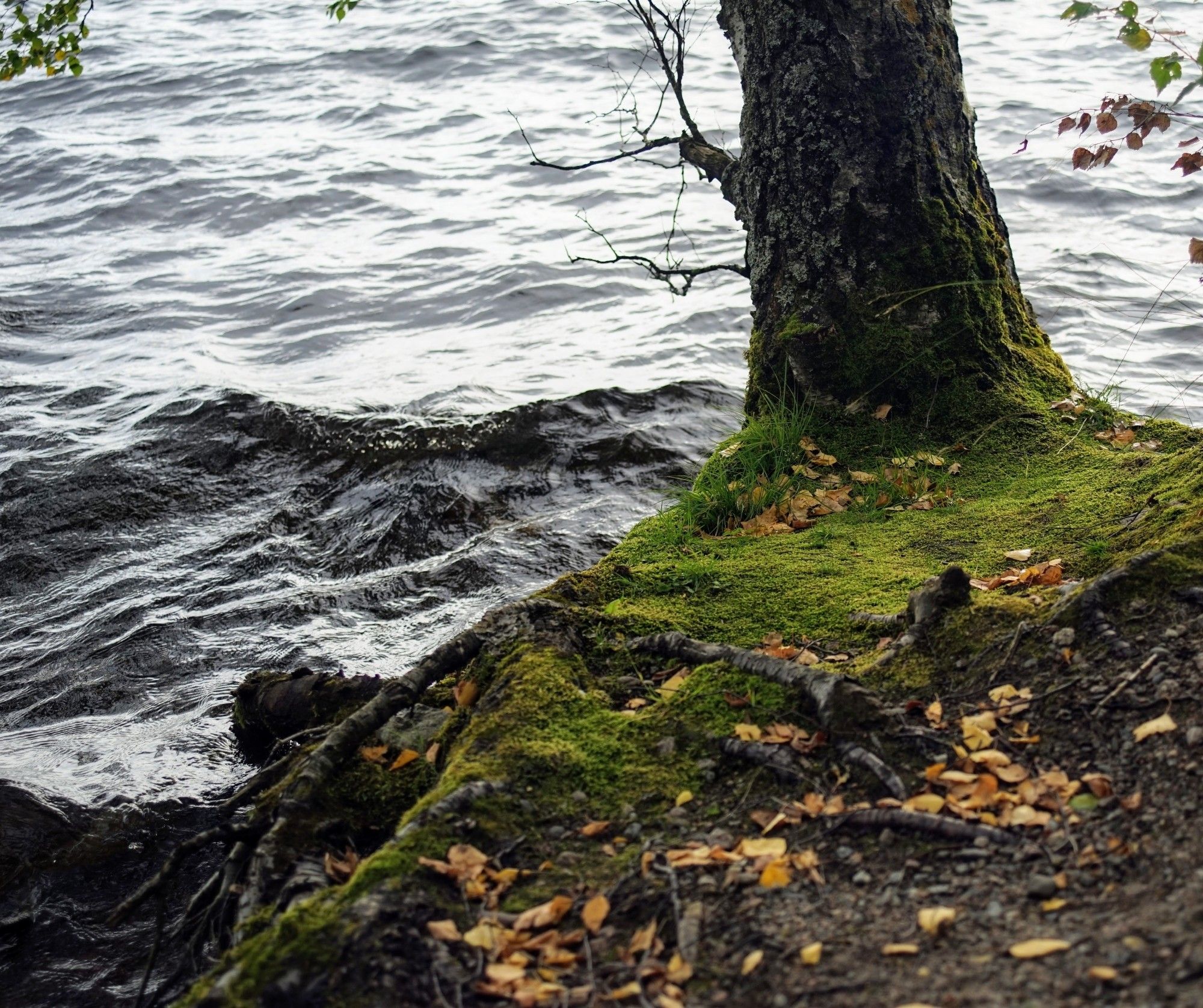 Photo of water, tree and moss.