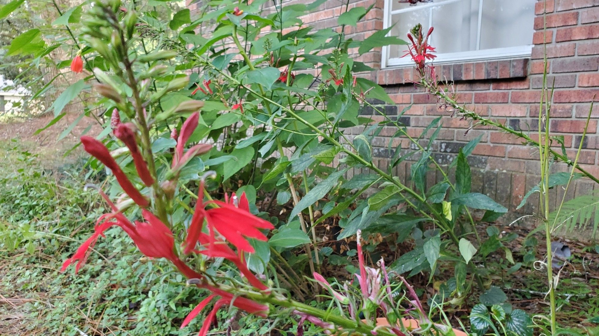 Lobelia cardinalis. Flowers. Some Ginger and some Giant Turks Cap in background.