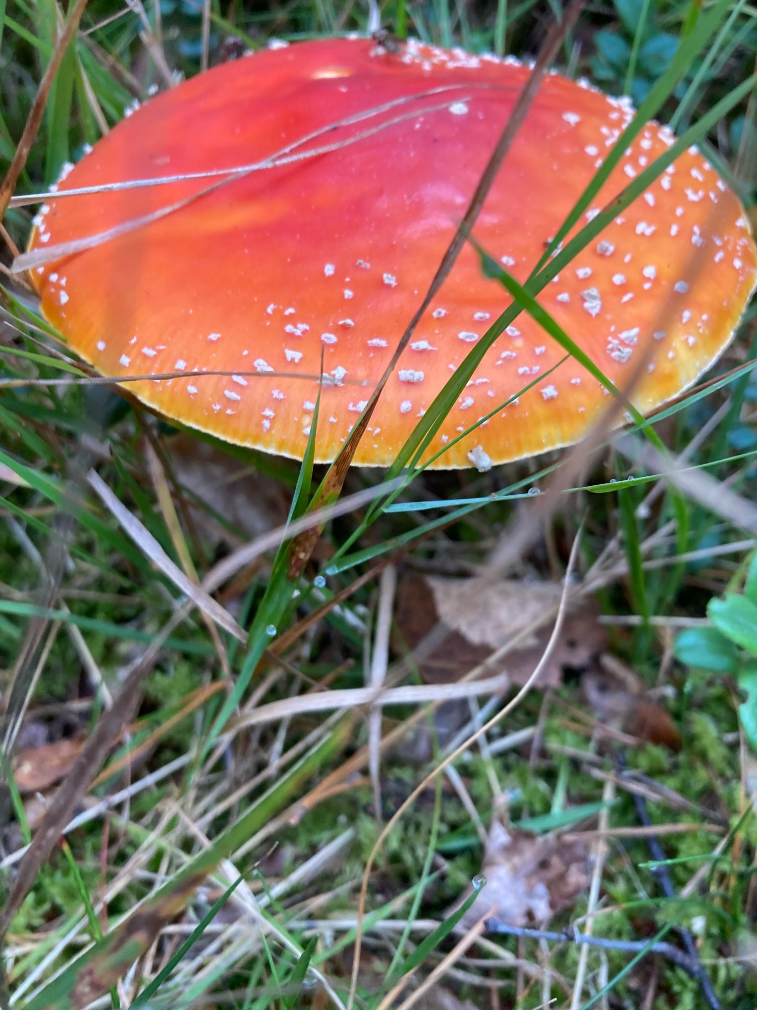 Een rode paddenstoel in het gras met kleine witte stippen. Vorig jaar in Noorwegen gefotografeerd.