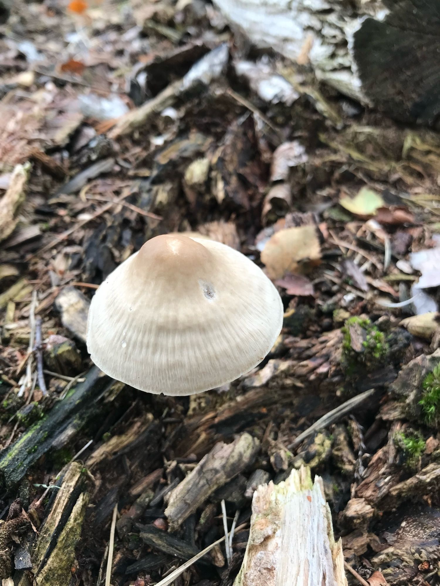 Witte paddenstoel met punthoedje met lichtbruine top