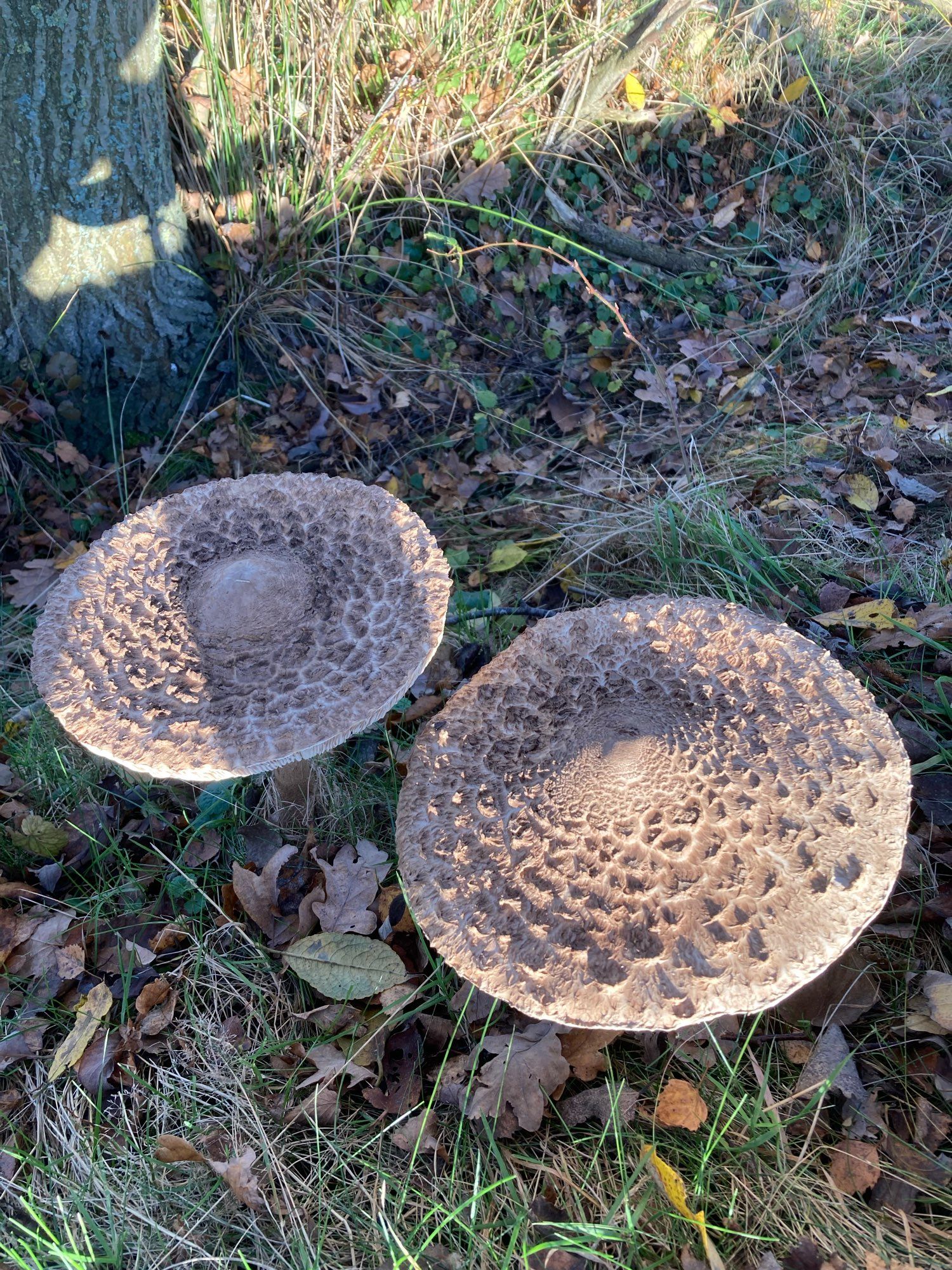 Twee lichtbruine gevlekte paddenstoelen in het gras