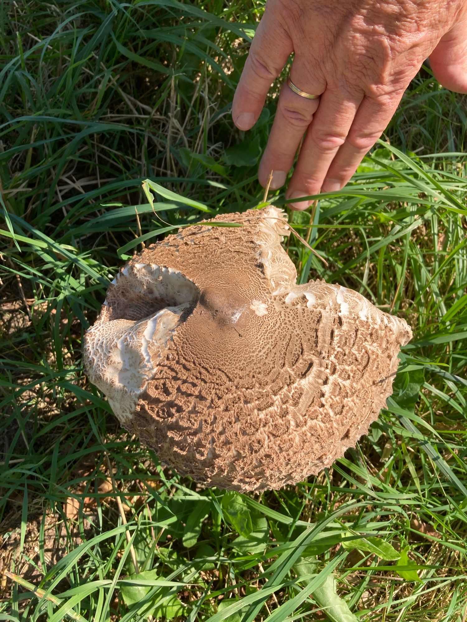 Grote bruine paddenstoel met wat beschadigingen aan de hoed. Een hand erbij om de afmeting te tonen. Ongeveer de grootte van een hand.