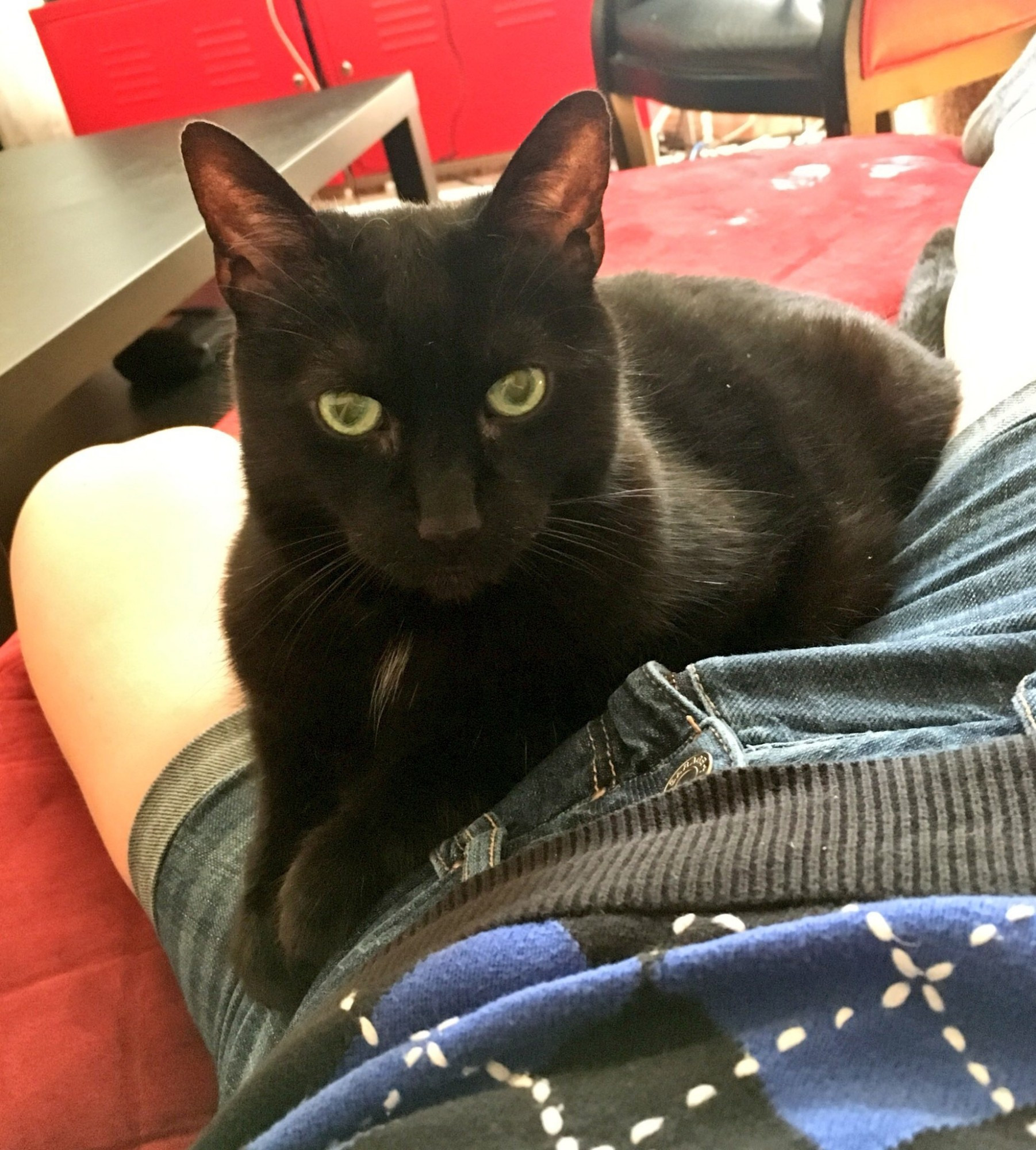 A black cat with a tiny white tuft of fur on her chest looks at the camera with green-yellow eyes. She is resting on the lap of a person wearing Jean shorts and an argyle top.