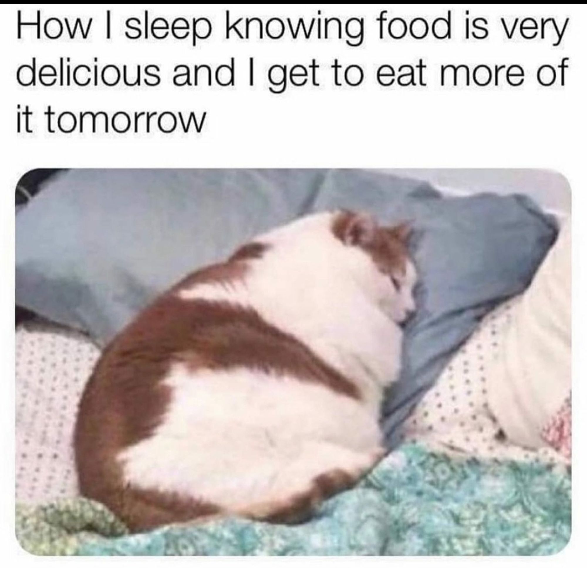 A fat cat sleeping in bed. Text: how I sleep knowing food is very delicious and I get to eat more of it tomorrow