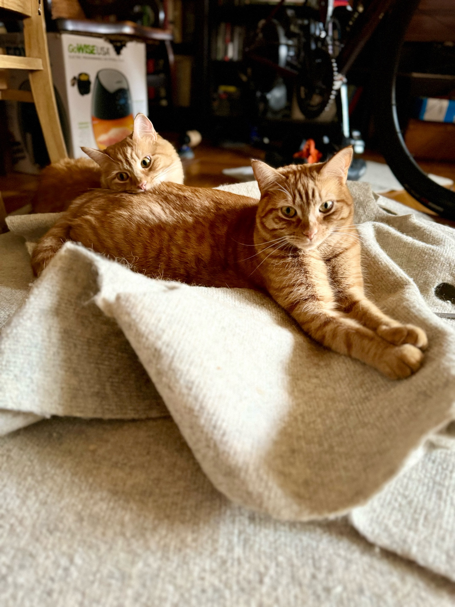 Kevin and Stuart, orange girl cat seestrahs