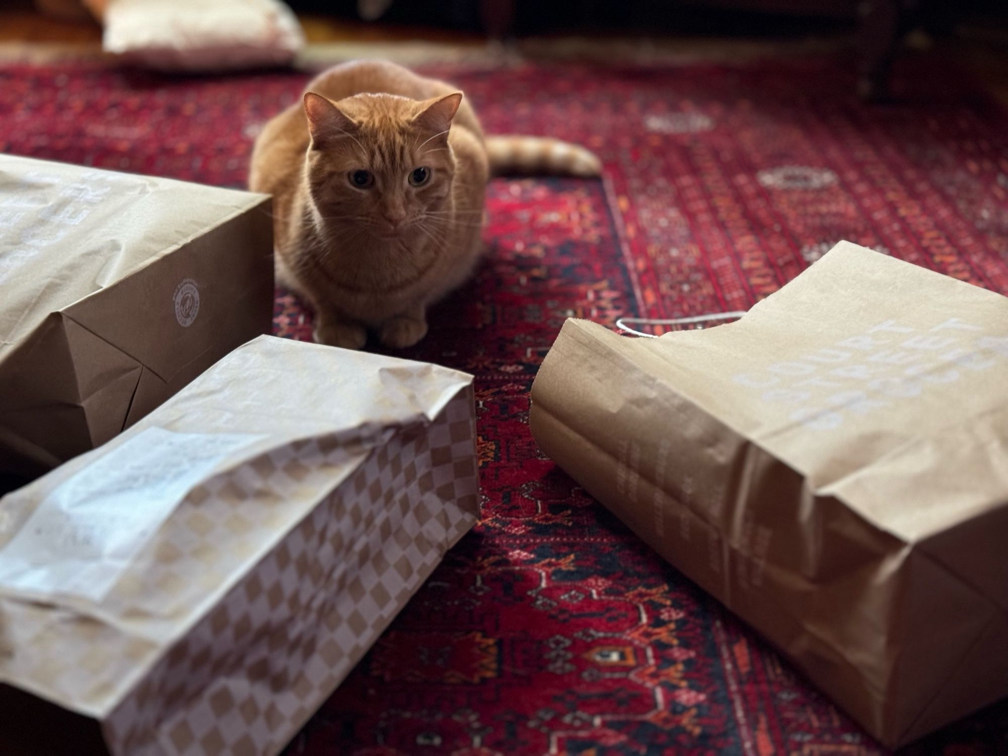 A cat with three paper bags to choose from