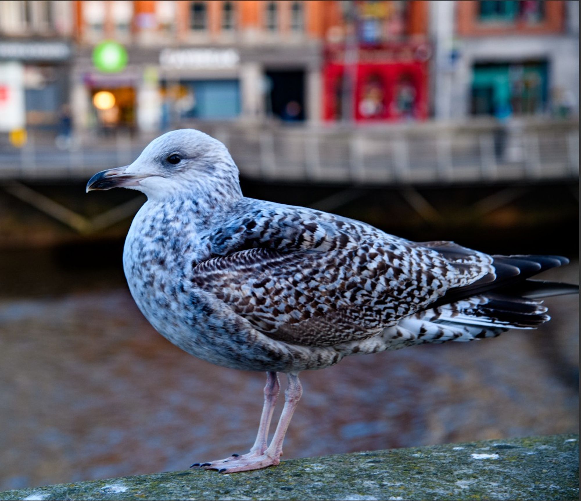 Seagull - Bird sitting at the edge of a bridge