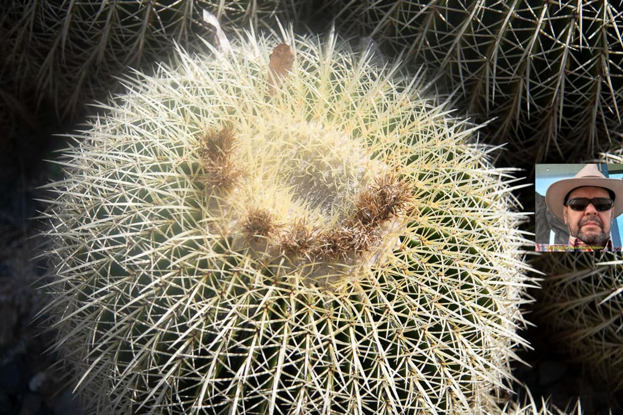 This cactus appears to be a Golden Barrel Cactus (Echinocactus grusonii). It’s known for its distinctive round shape and dense covering of spines. 🌵