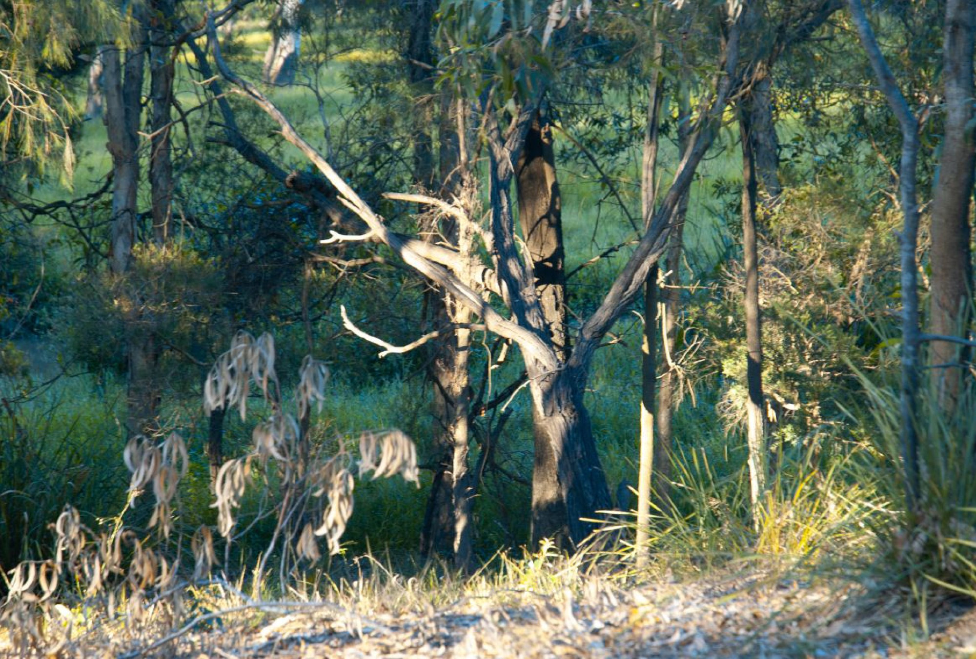 Magic forest - Queensland Australia