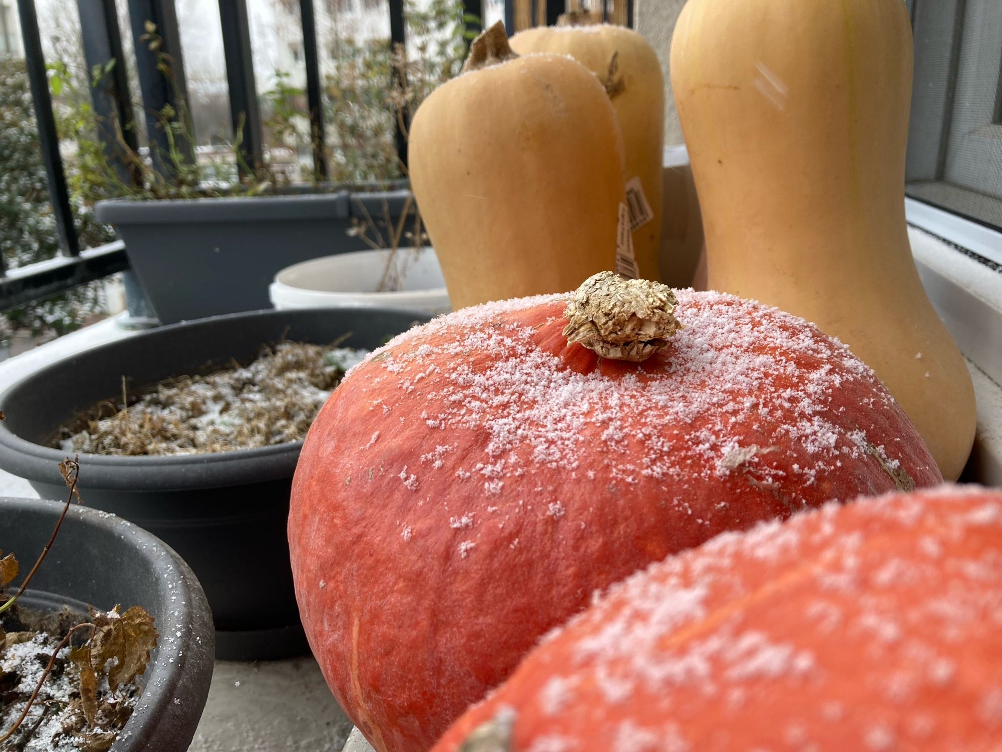 Neige sur les courges sur le balcon