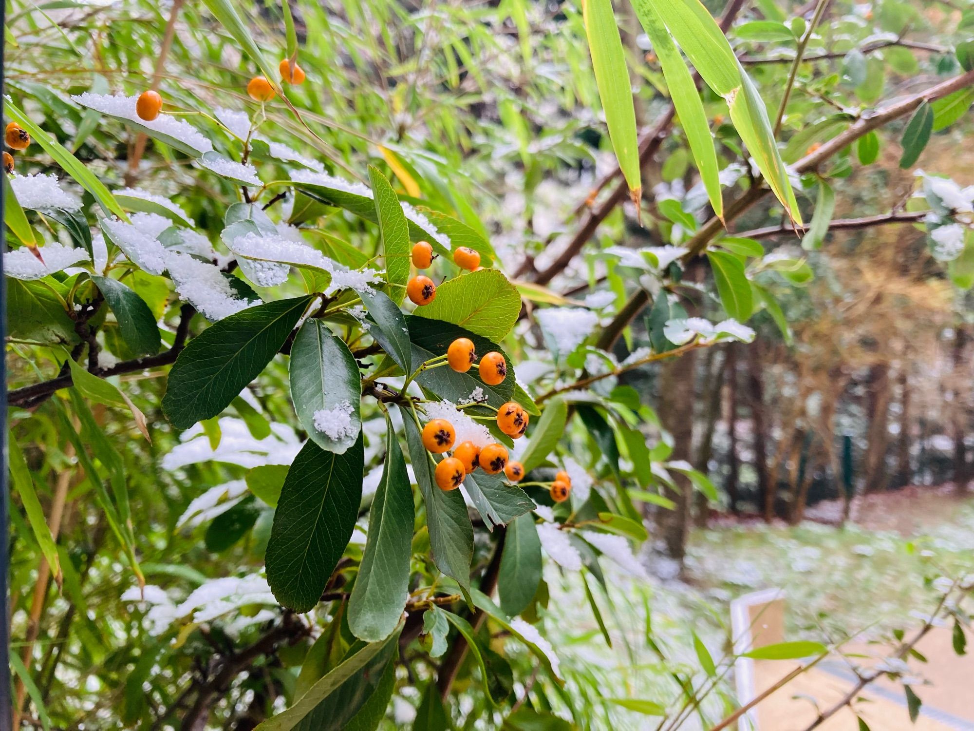 Neige sur les feuilles