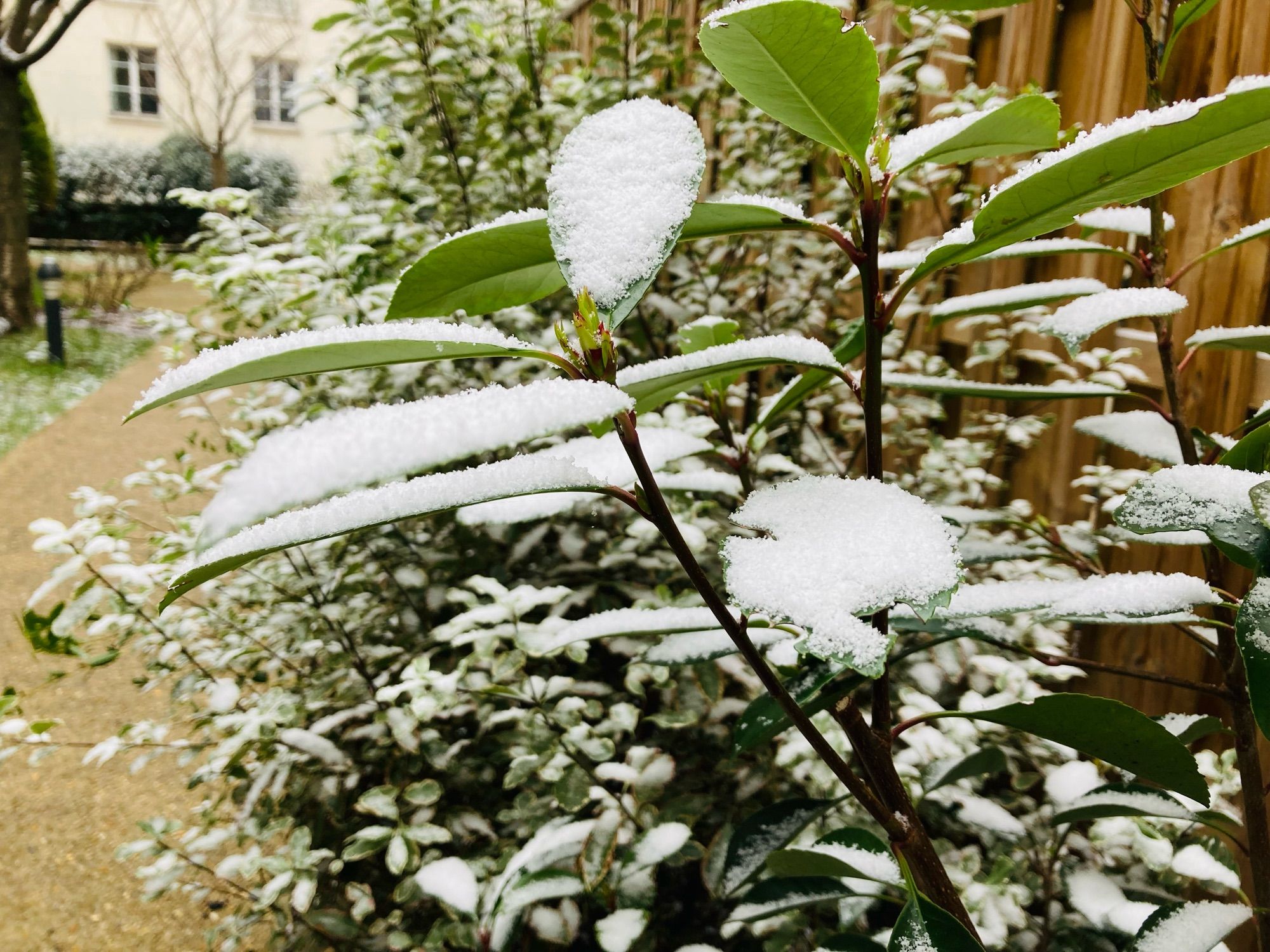 Neige sur les feuilles