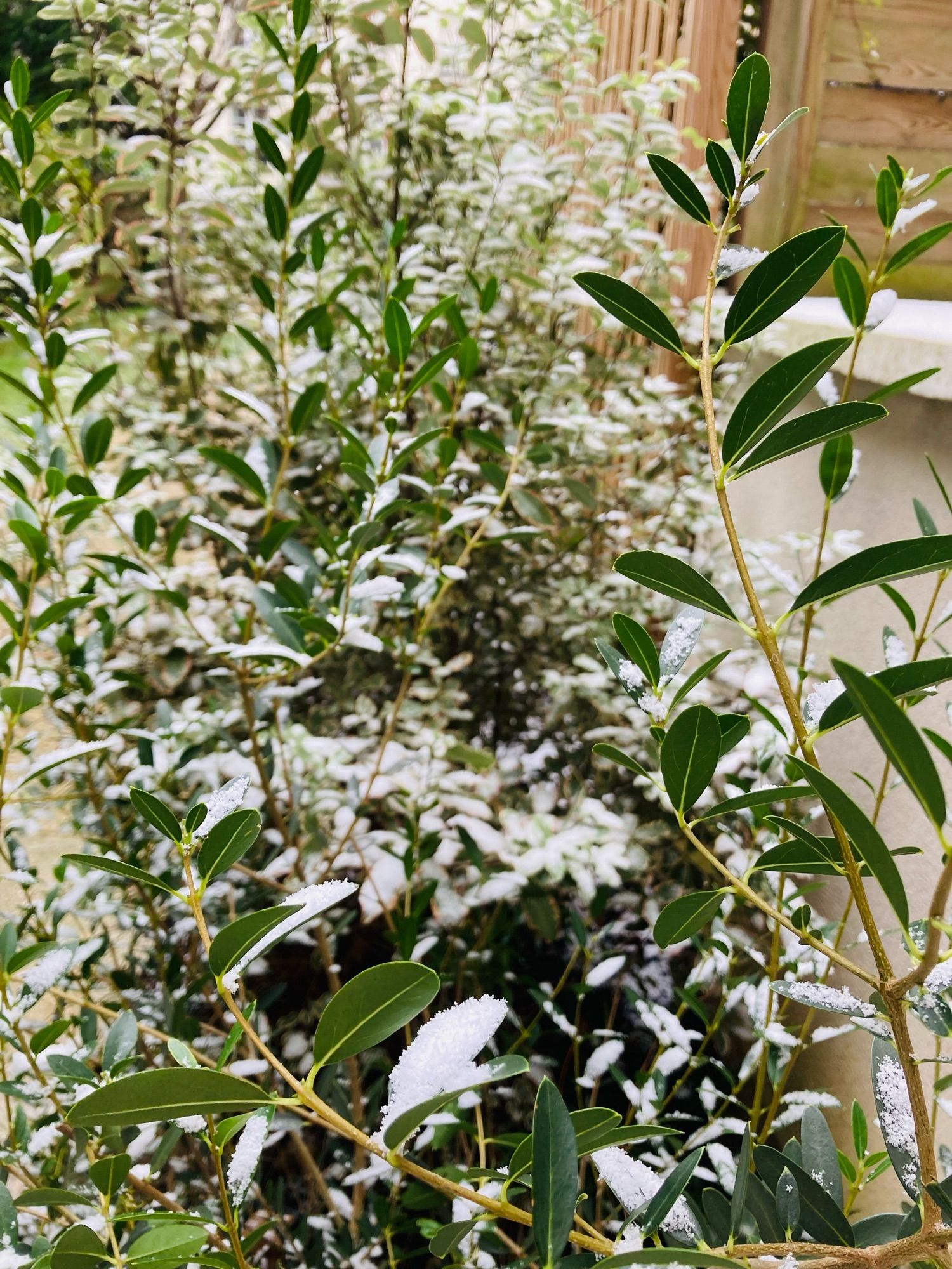 Neige sur les feuilles