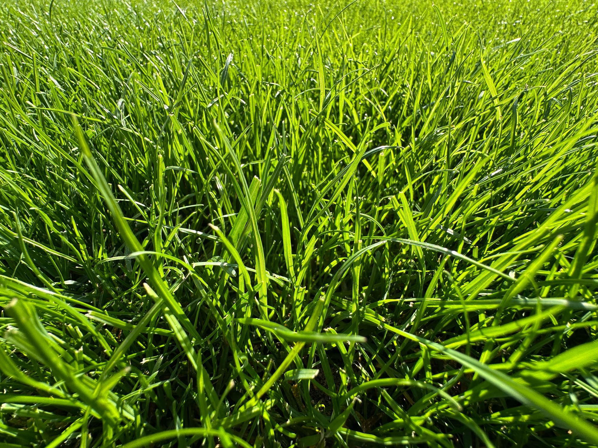 Foto von großen Gras vor dem Haus im Spätsommer Ende September 2024