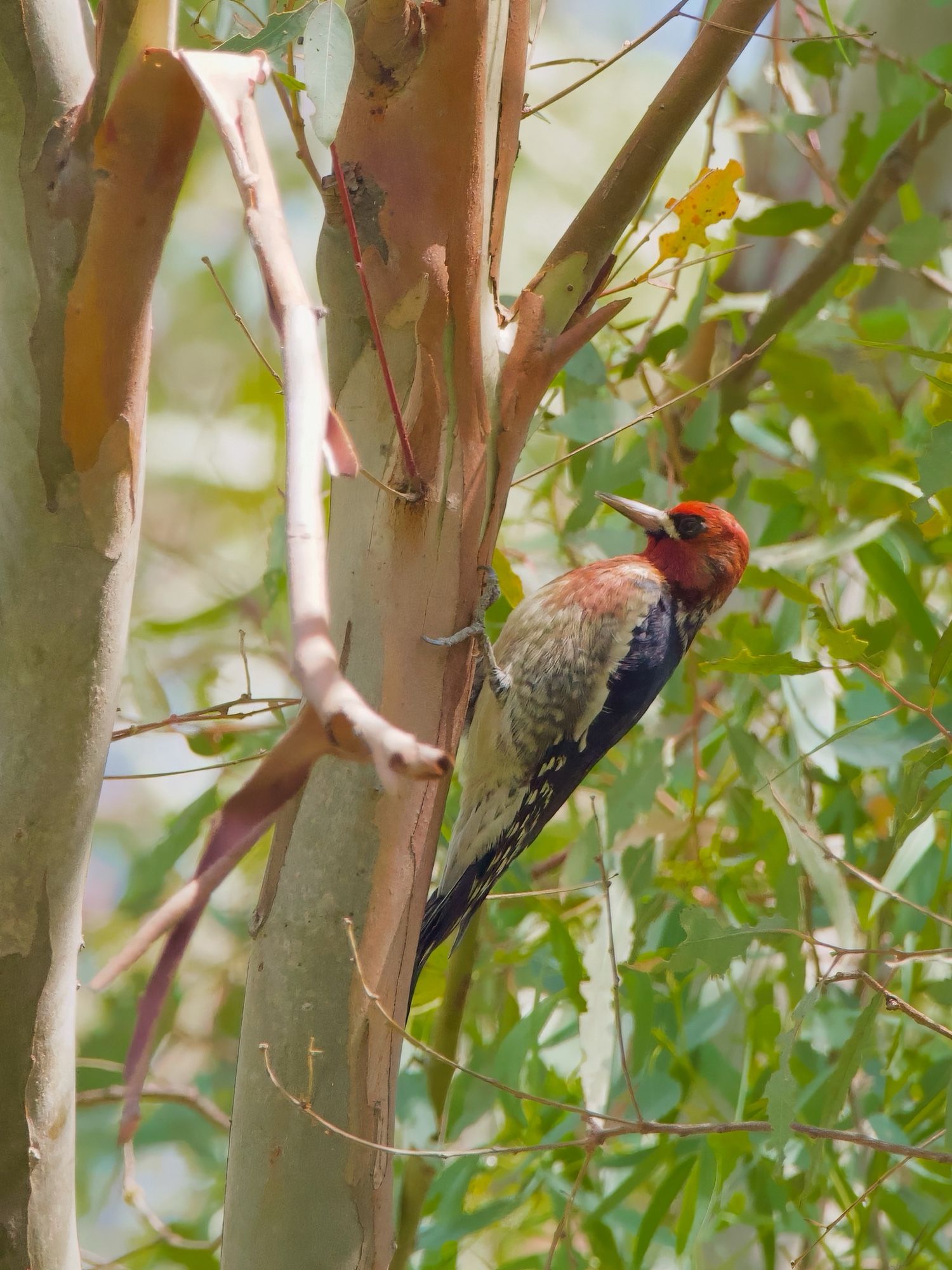 Red breasted sapsucker perched on a eucalyptus trunk