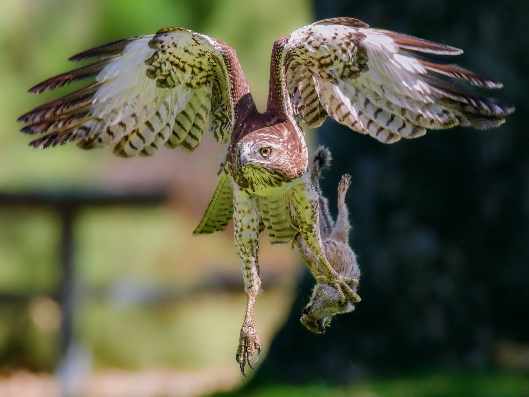 Redtailed hawk taking off with squirrel