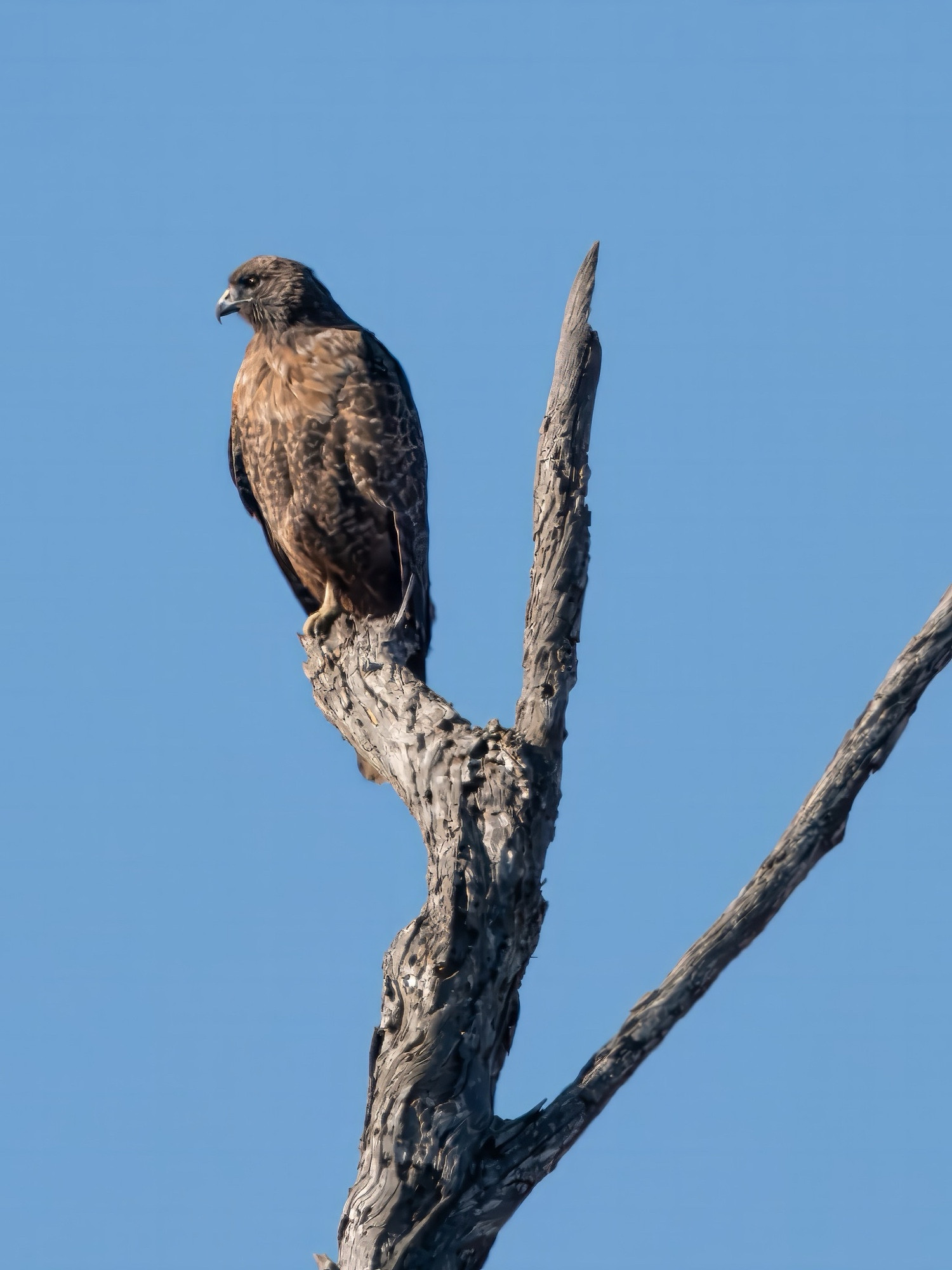 Rufous morph adult red-tailed hawk perched on tree