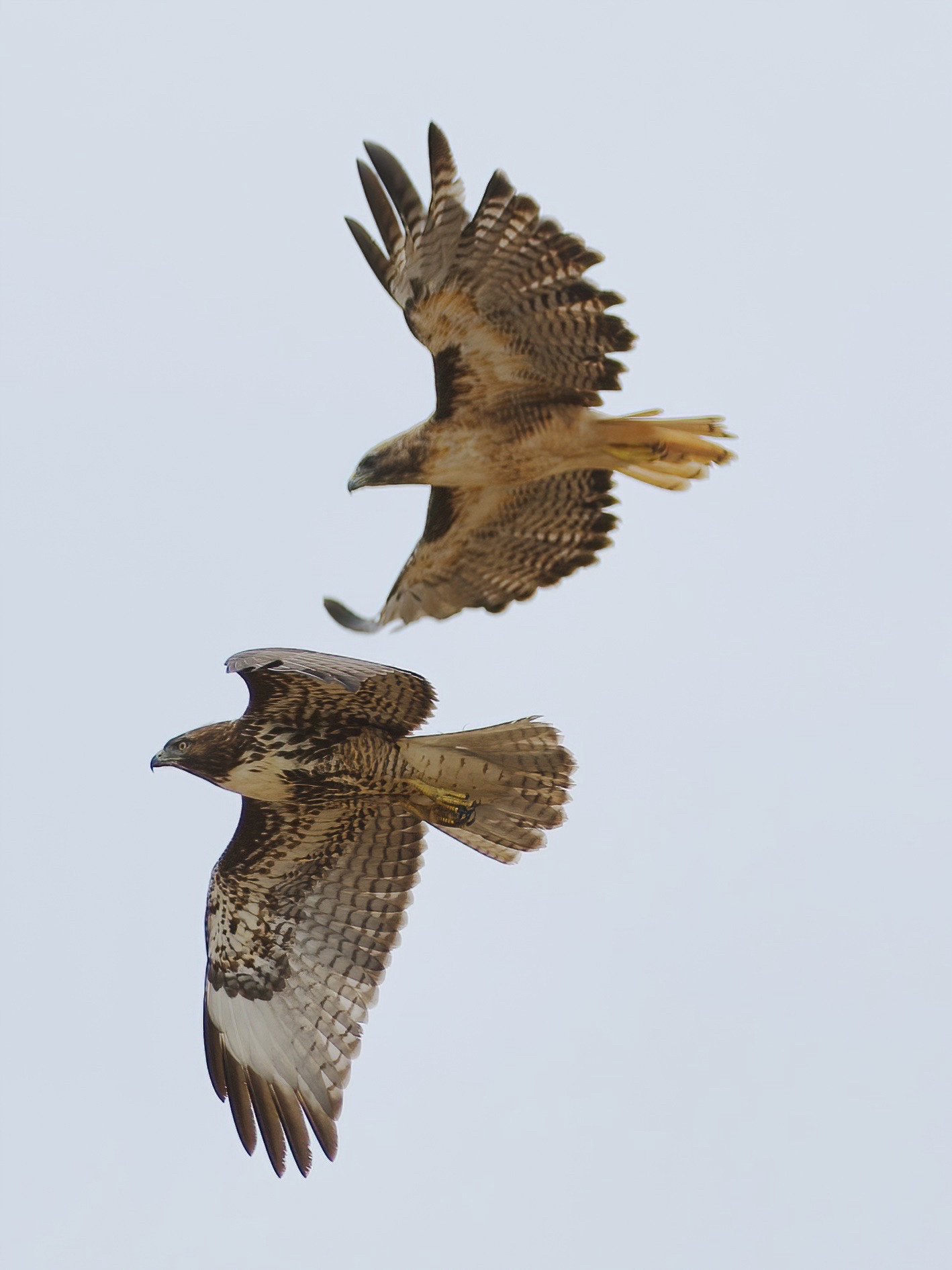 Two Light morph red tailed hawks, juvenile and adult, flying 