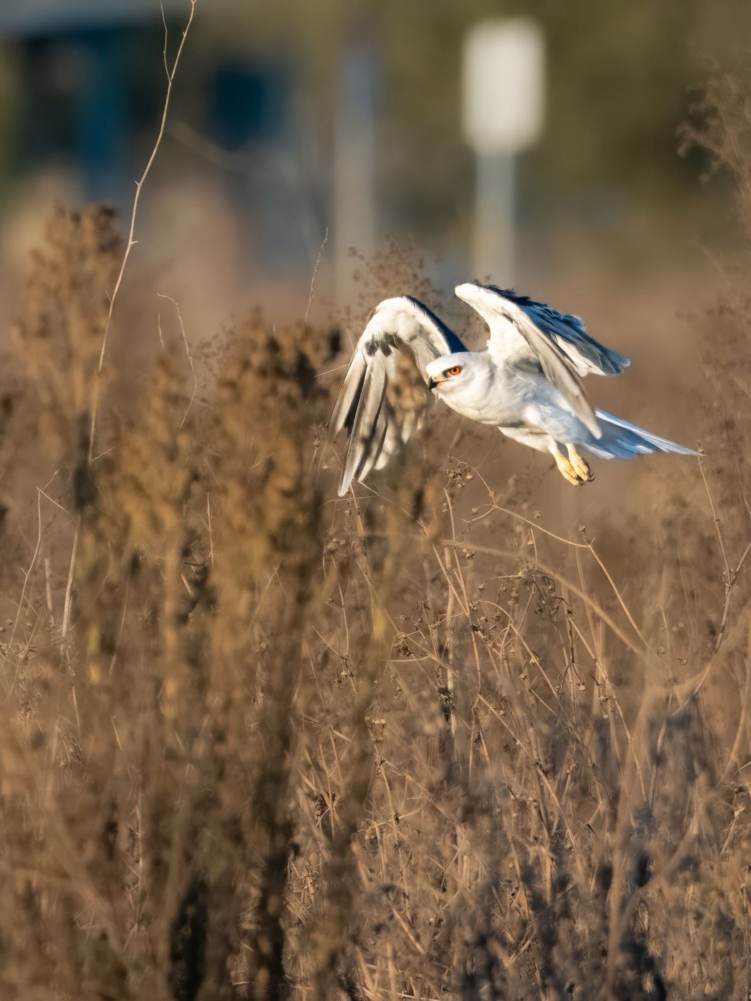 White tailed kite taking off from ground in dry brush