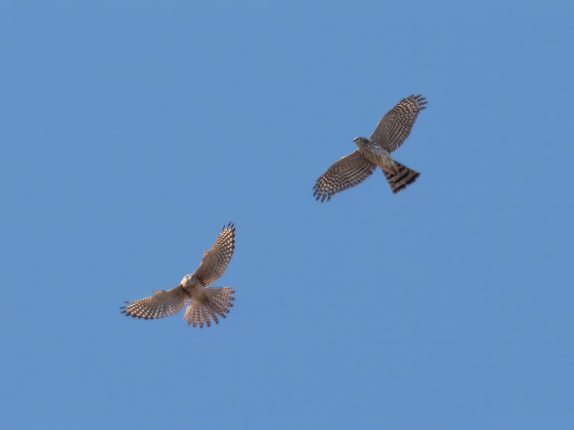 Photo of American Kestrel and Sharp shinned hawk interacting in the sky