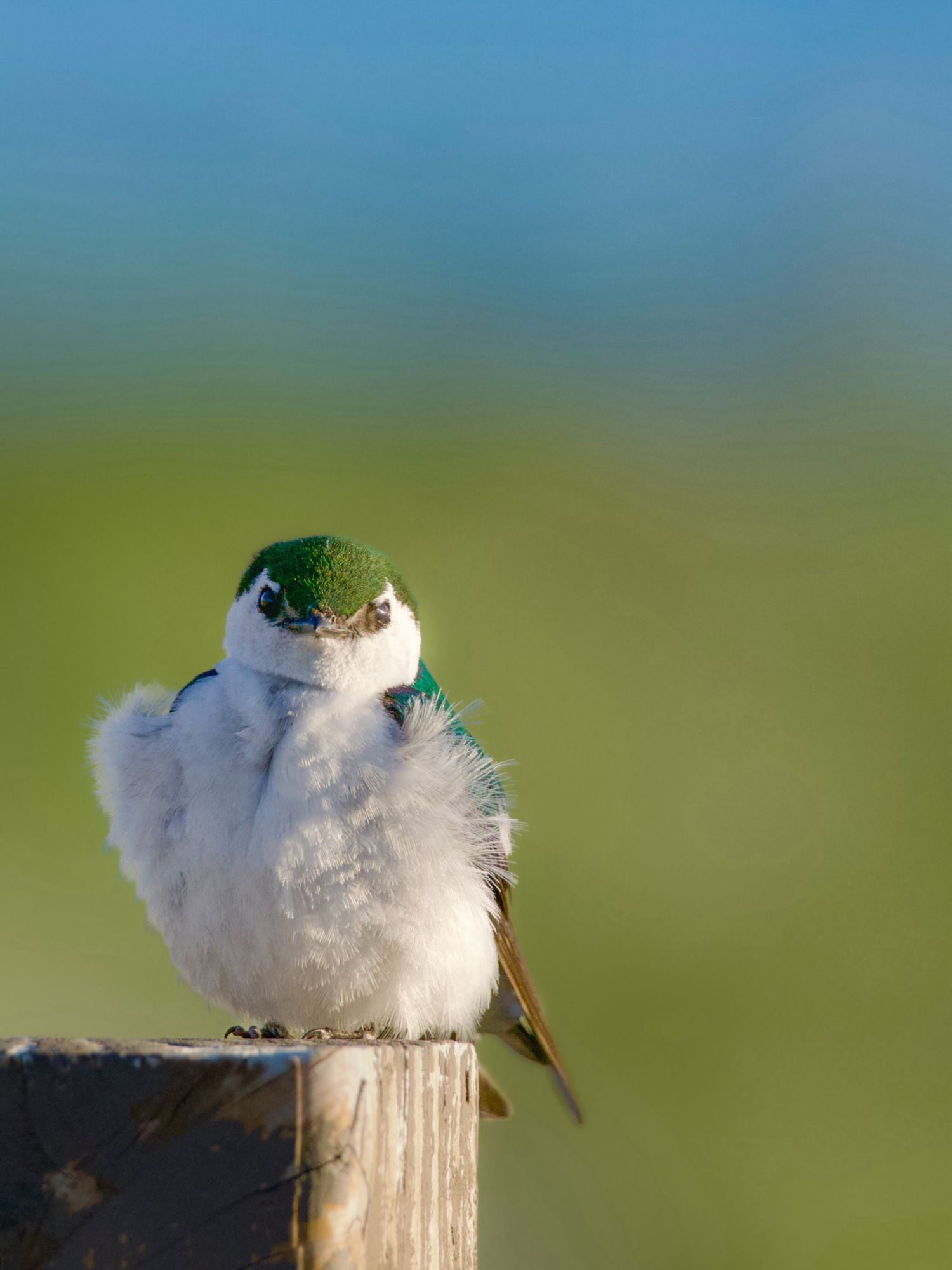 Portrait of Violet-green swallow perched on a post