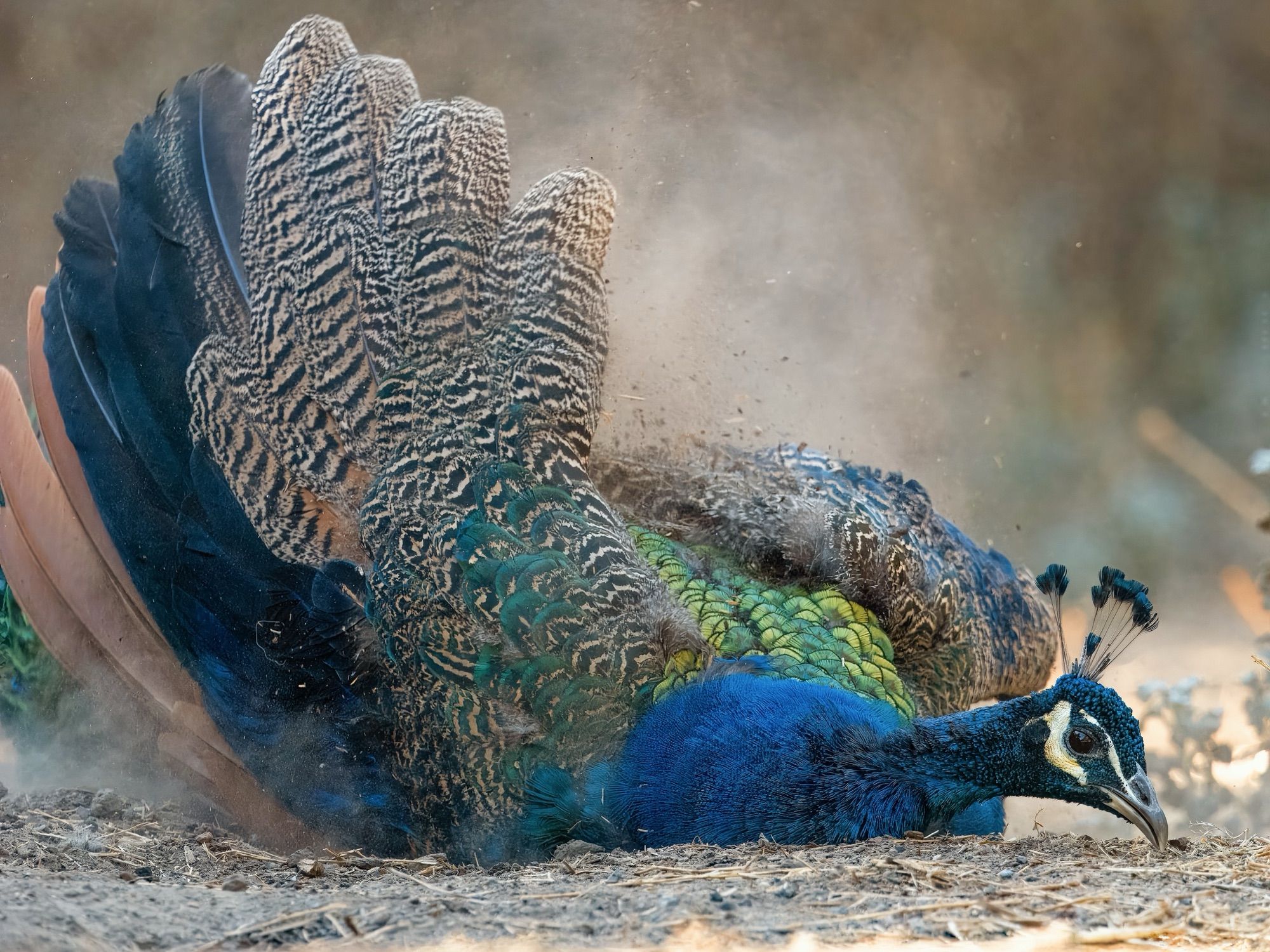 Indian peafowl taking a dust bath in the road 