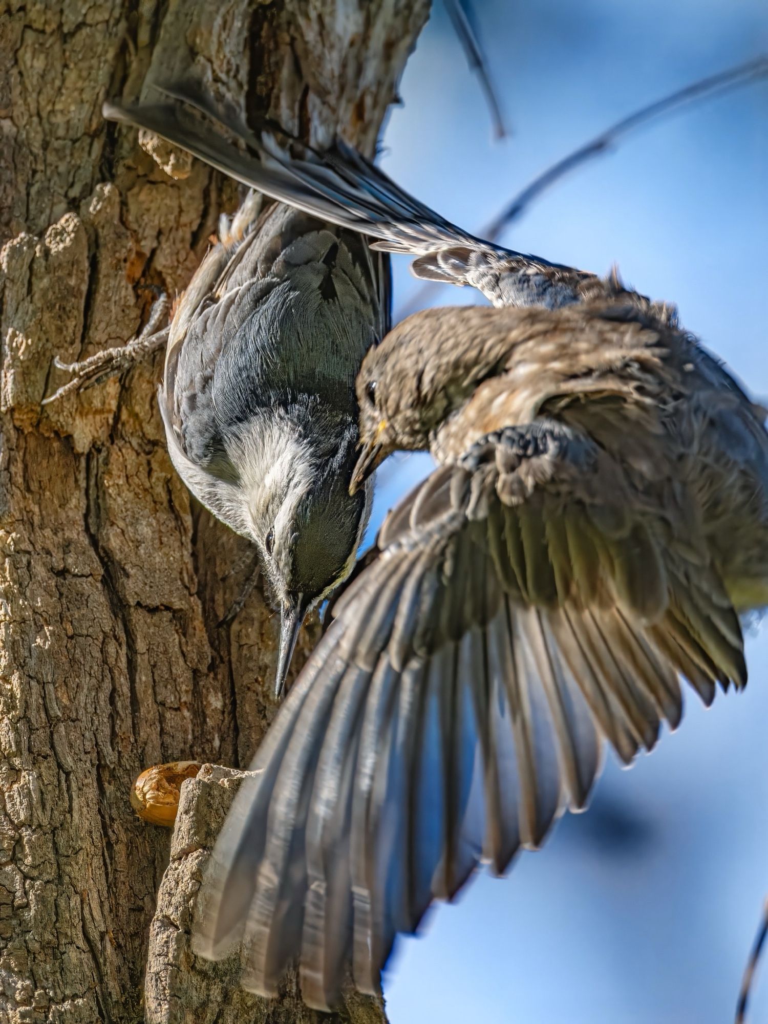 Photo of a white breasted nuthatch on a trunk wedging an acorn into the bark while a western bluebird tries to rob it