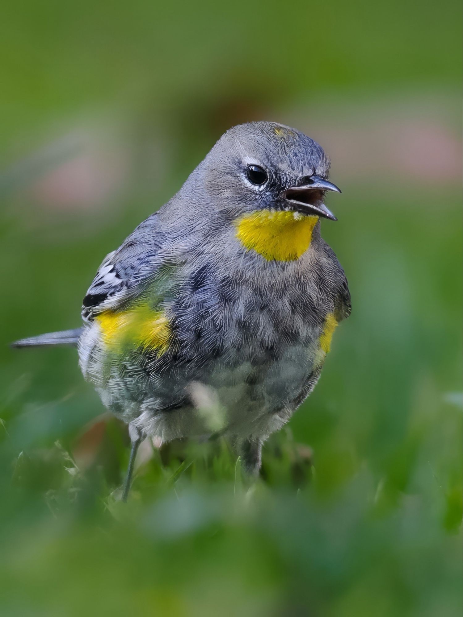 Macro portrait of yellow rumped warbler on grass