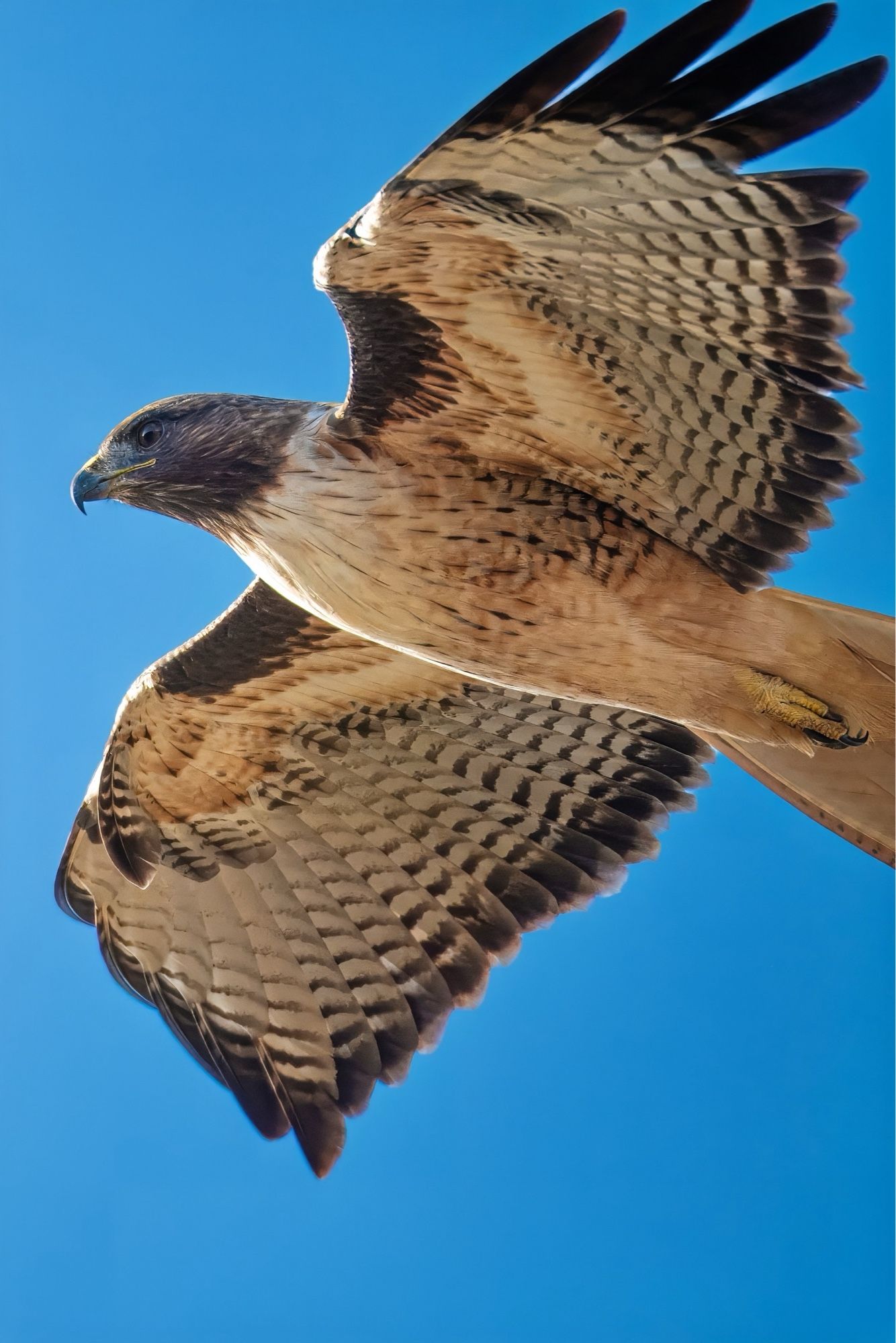 Portrait of red-tailed hawk in flight