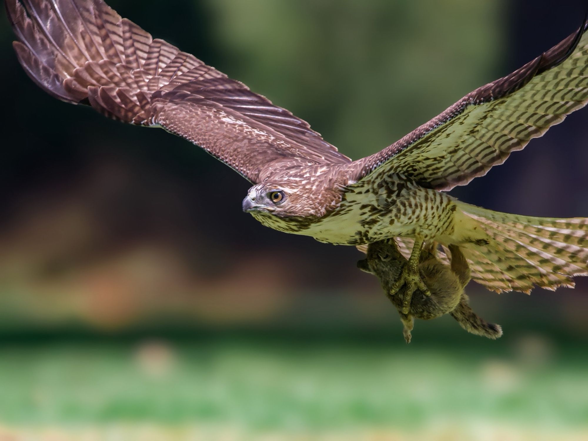 Red tailed hawk flying off with squirrel in tow