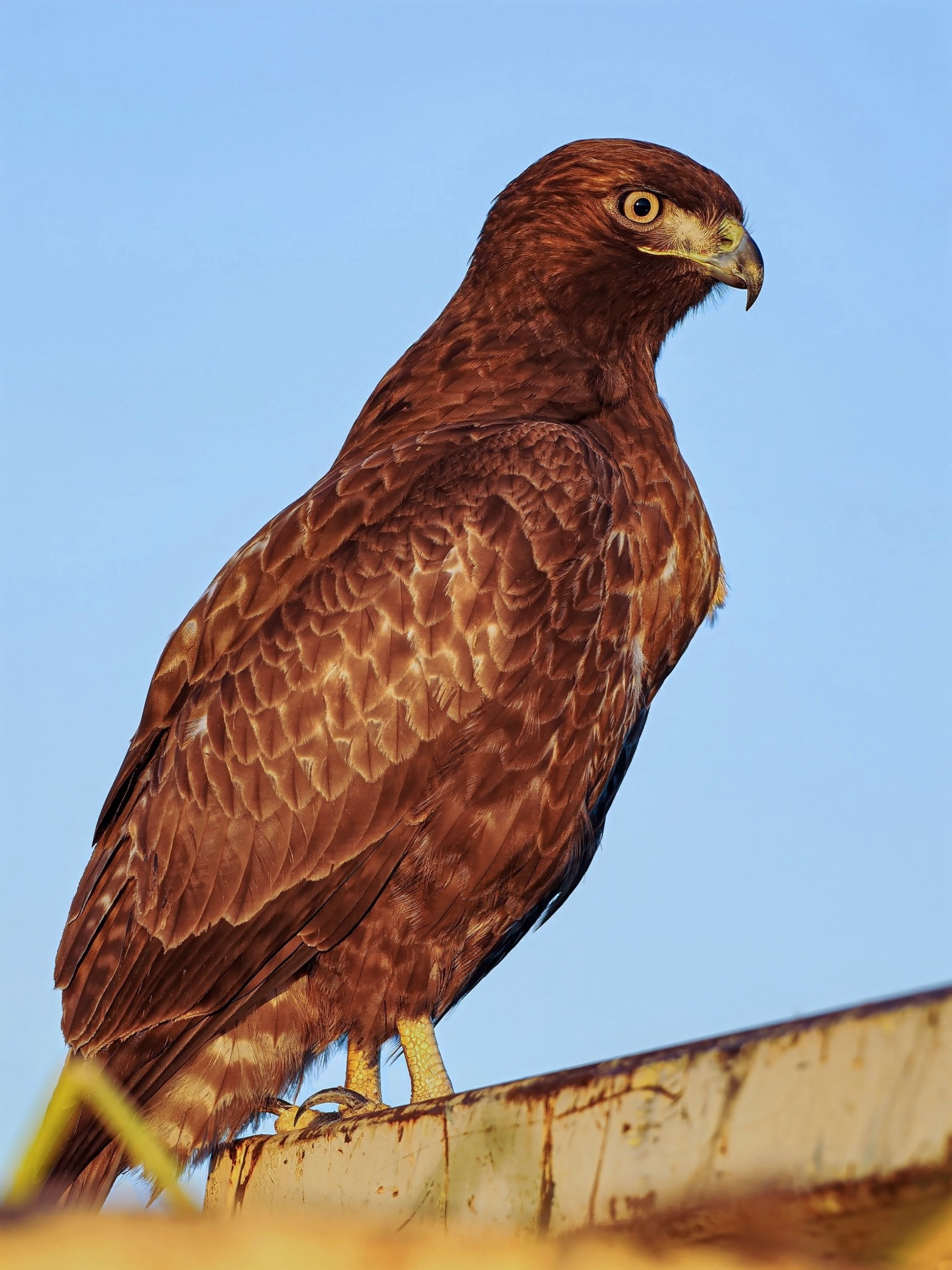 Dark morph juvenile red-tailed hawk perched on metal bin