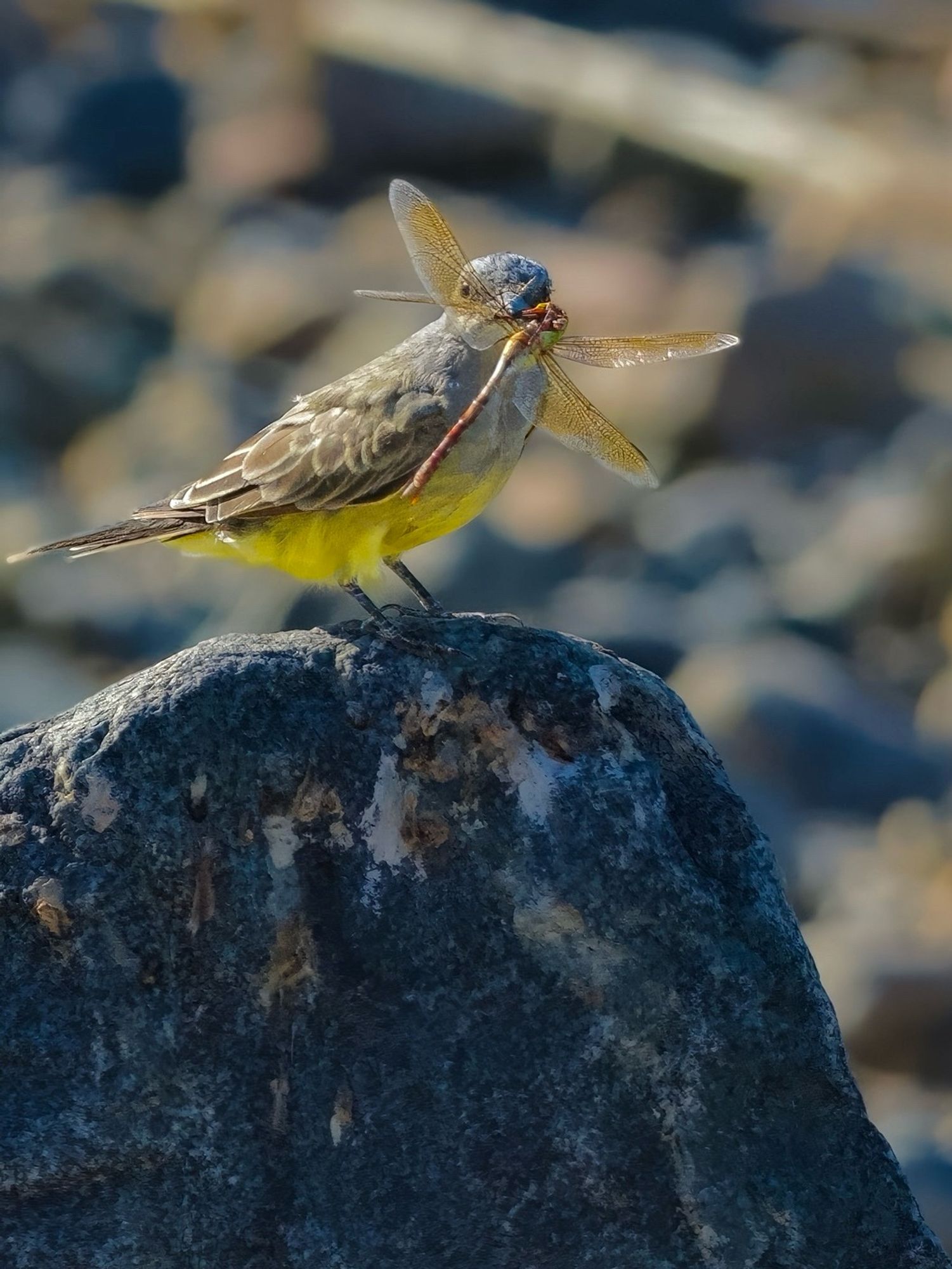 Cassin’s kingbird perched on rock with dragonfly in bill looking through the wings