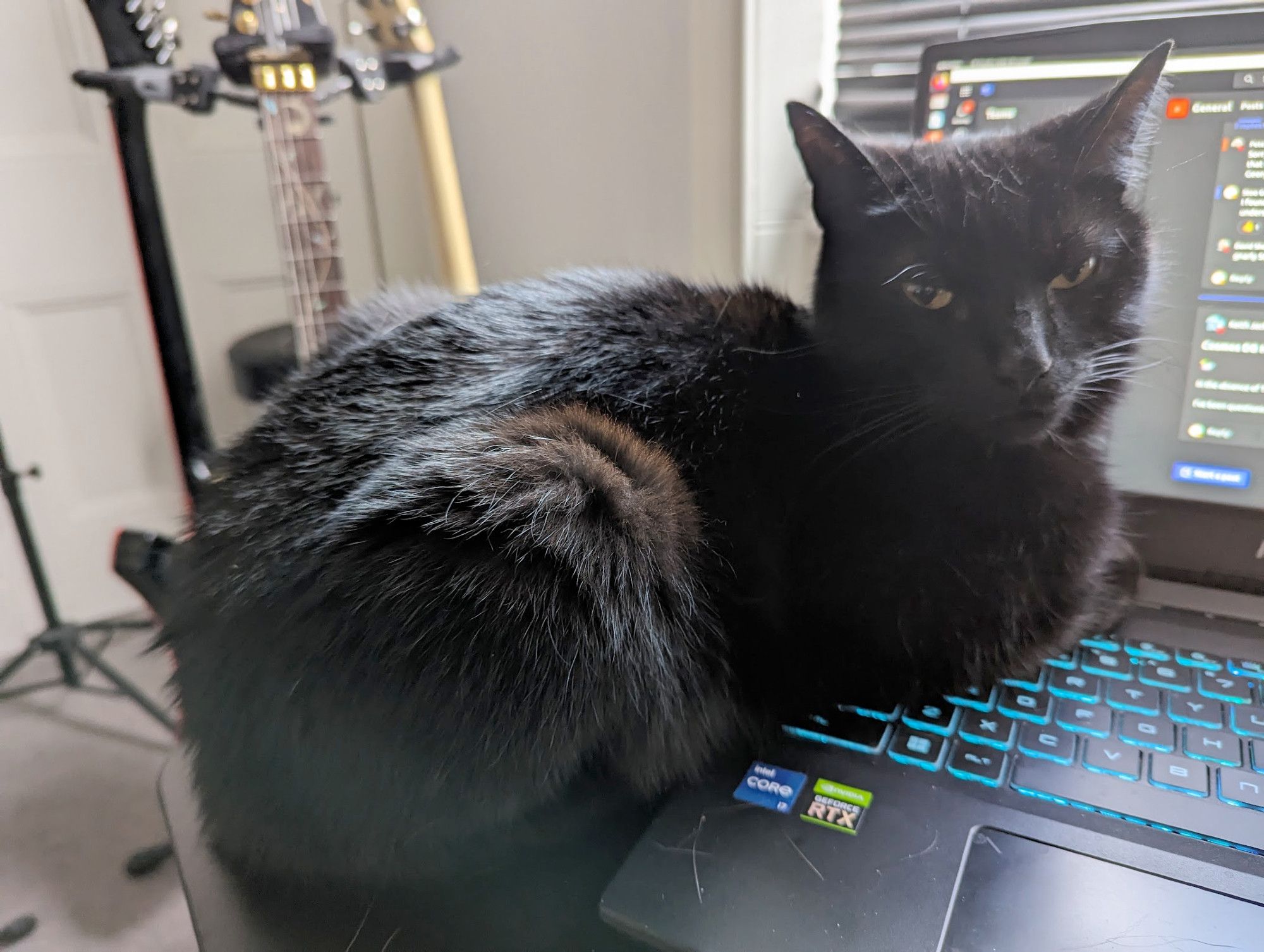 Daryl, a black cat, lounges on a laptop keyboard and looks at the camera, as if he belongs there.