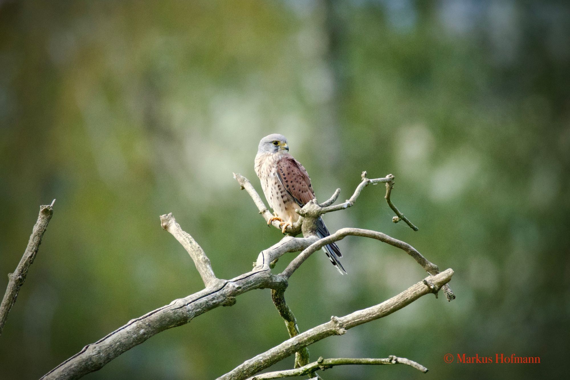 Turmfalke sitzt auf einem abgestorbenem Ast ohne Blätter.