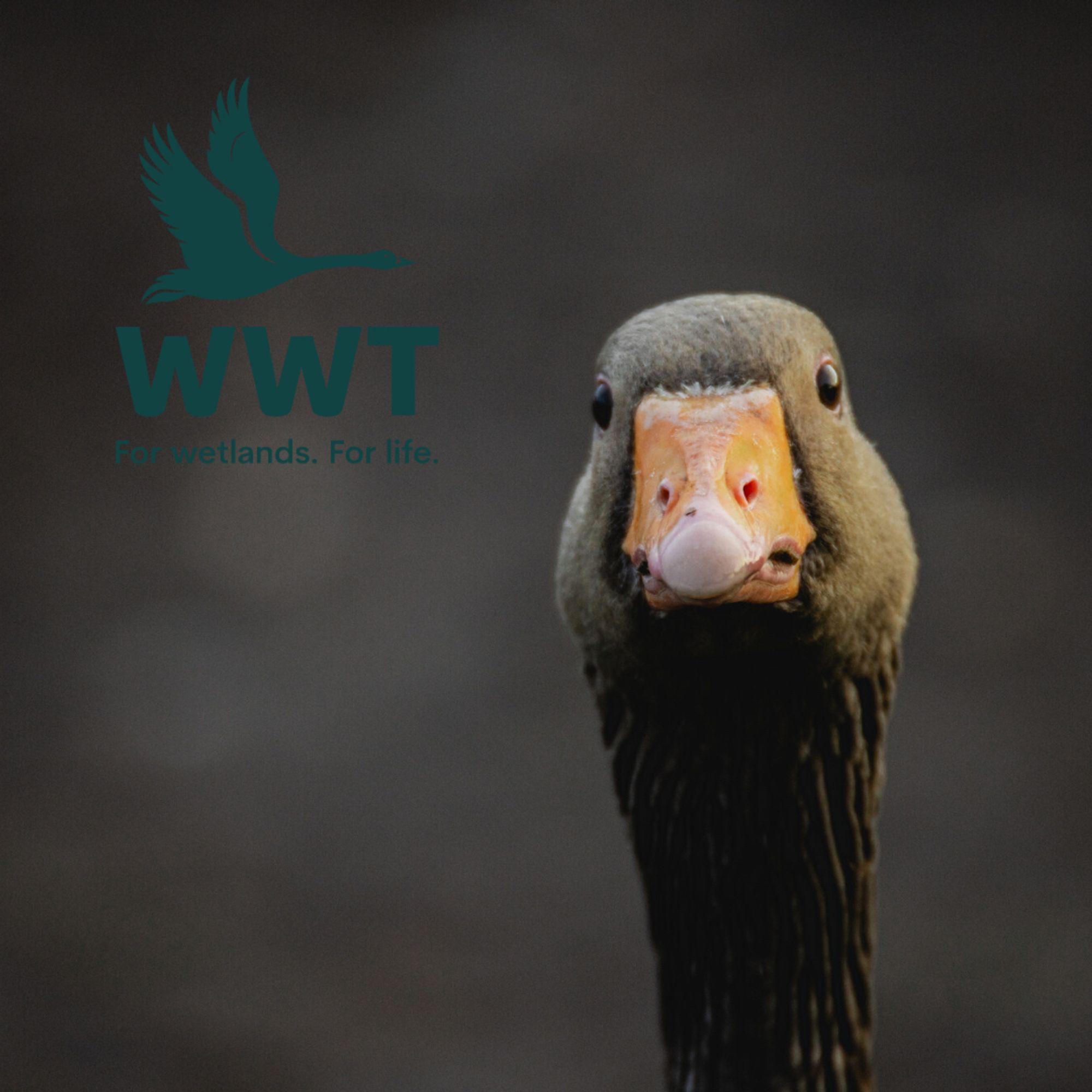 Head of a bird looking into the camera. WWT charity logo in the top left corner of image.