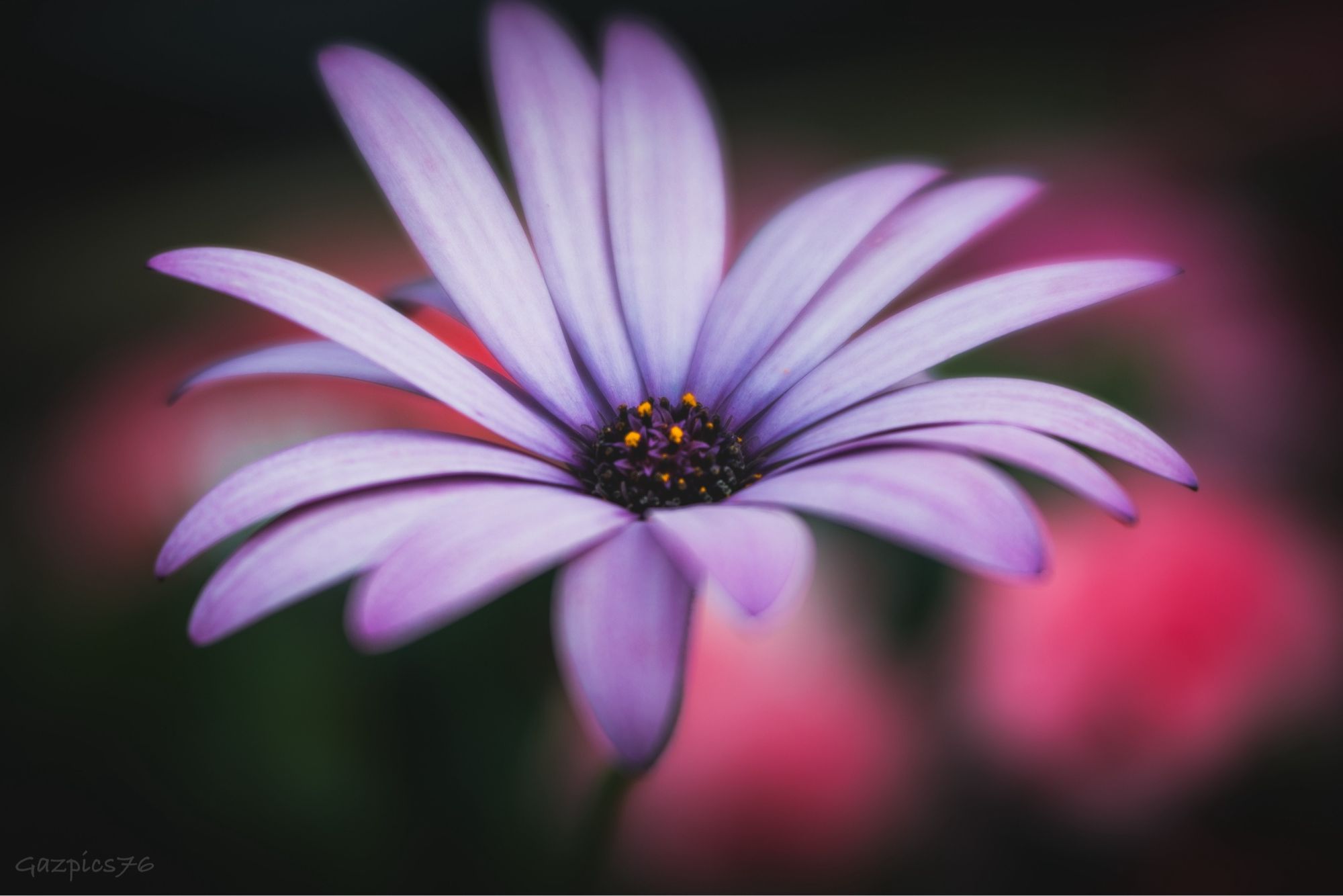 Photo of a Daisy