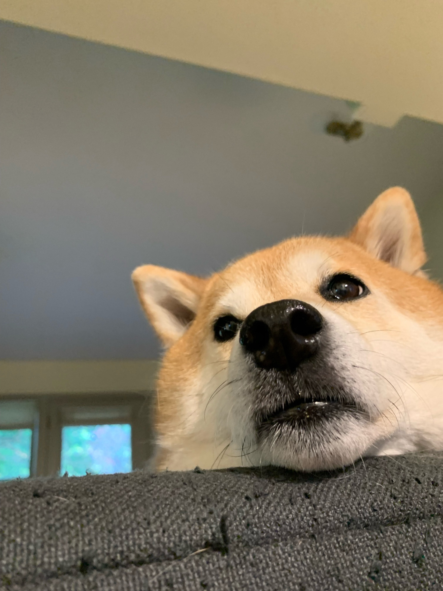 Orange and white Shiba Inu looks at camera