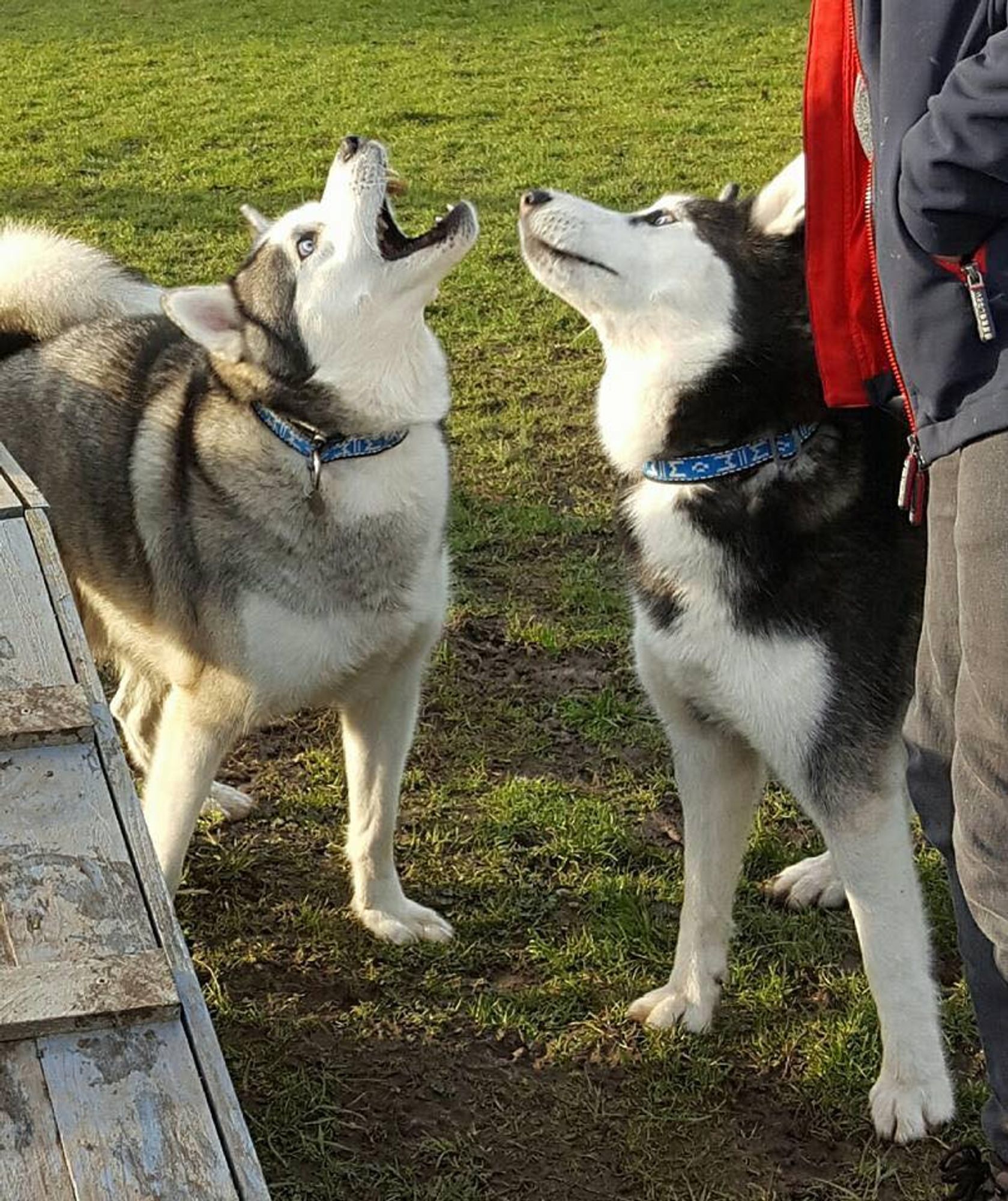 Mya and Kai at a secure offlead area.  Kai is howling.