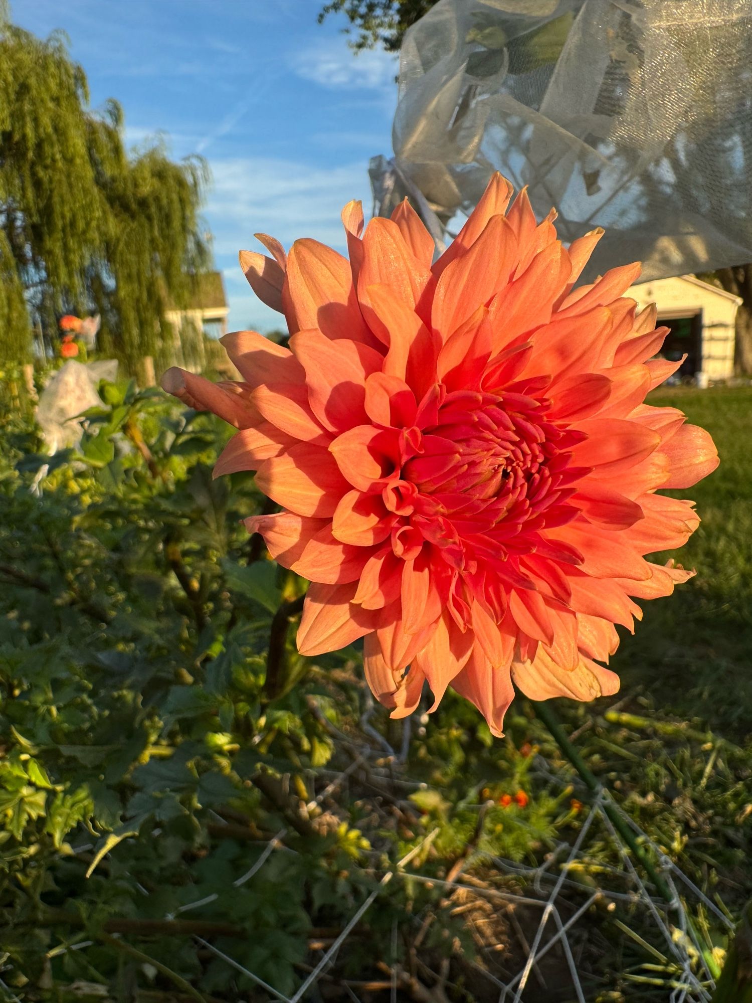 Terracotta. Muted orange informal decorative. Really lovely color and a nice soft form. Plus, great dark stems and prolific.