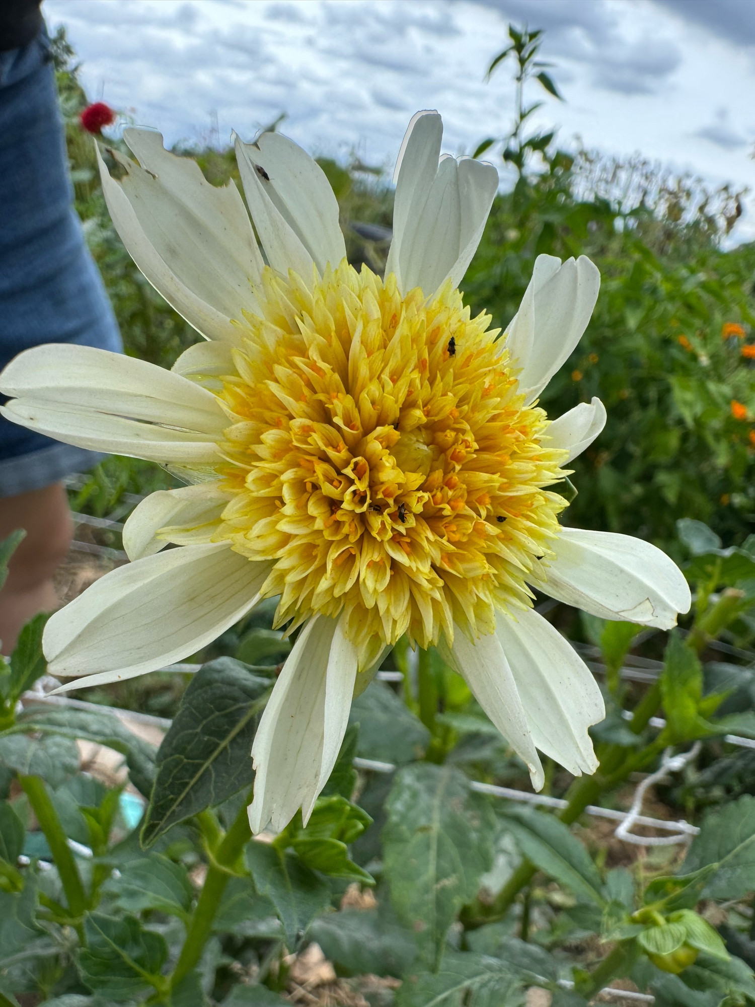 Platinum Blonde. A white anemone with yellow centers. I still don't know if I like it or not. I guess I'll have more clue after I get a few clean flowers in bags.