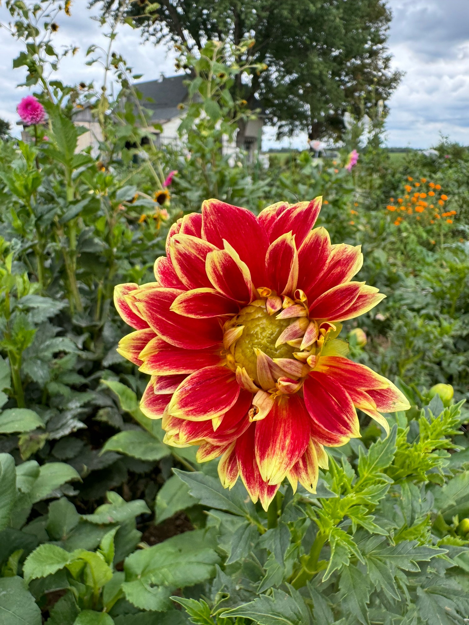 Dutch Carnival. Wonky from the bugs getting at the bud, but a nice flash of color on a gray day. Informal decorative with red petals outlined in yellow.